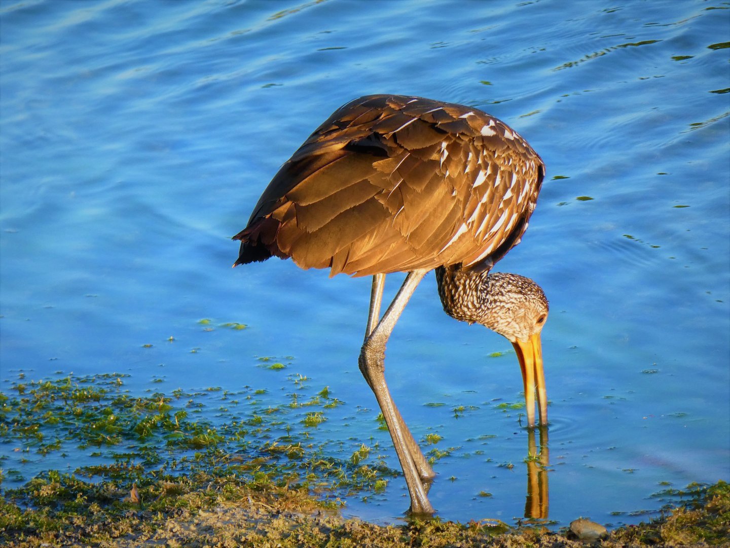 Limpkin