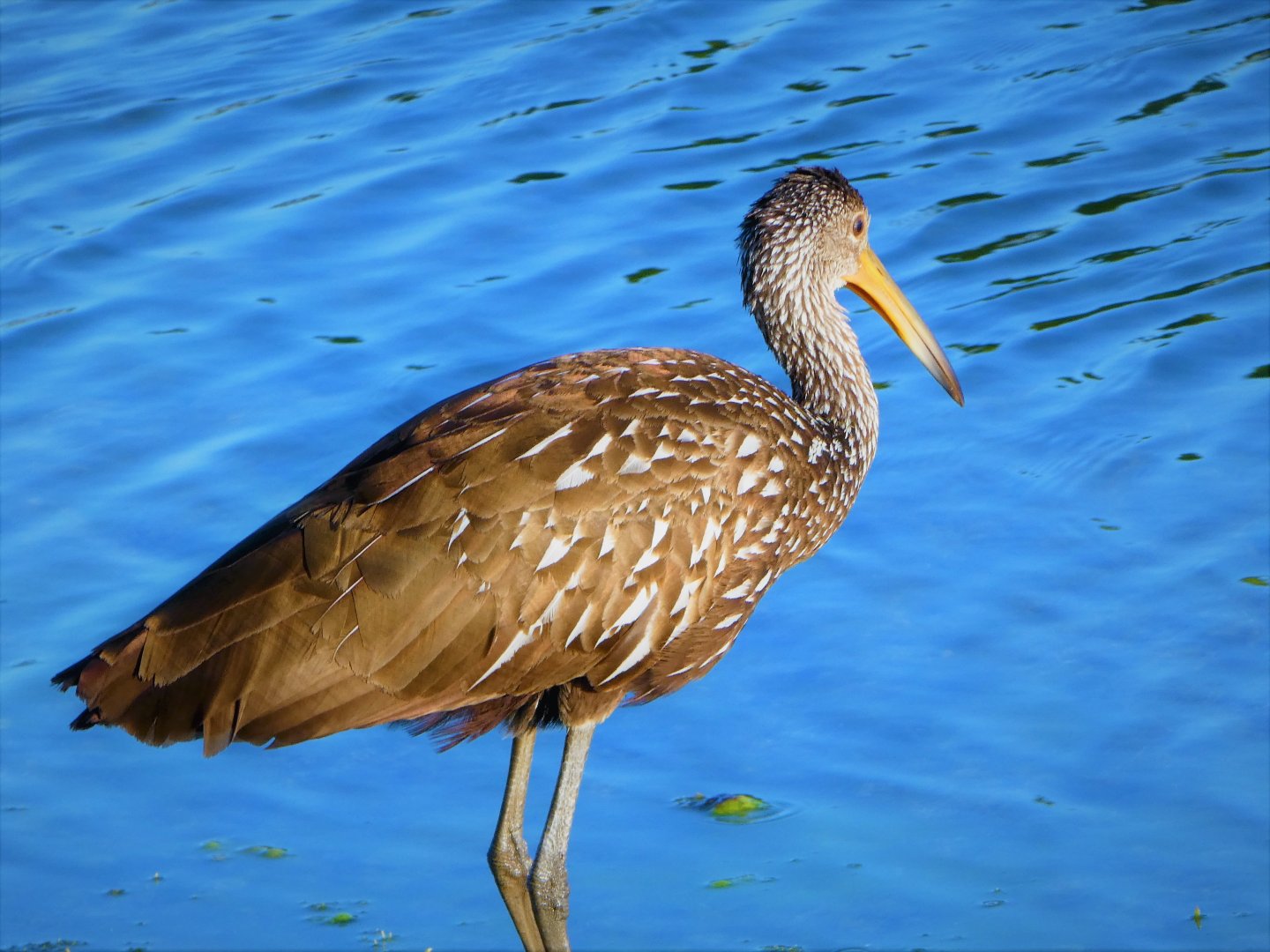 Limpkin
