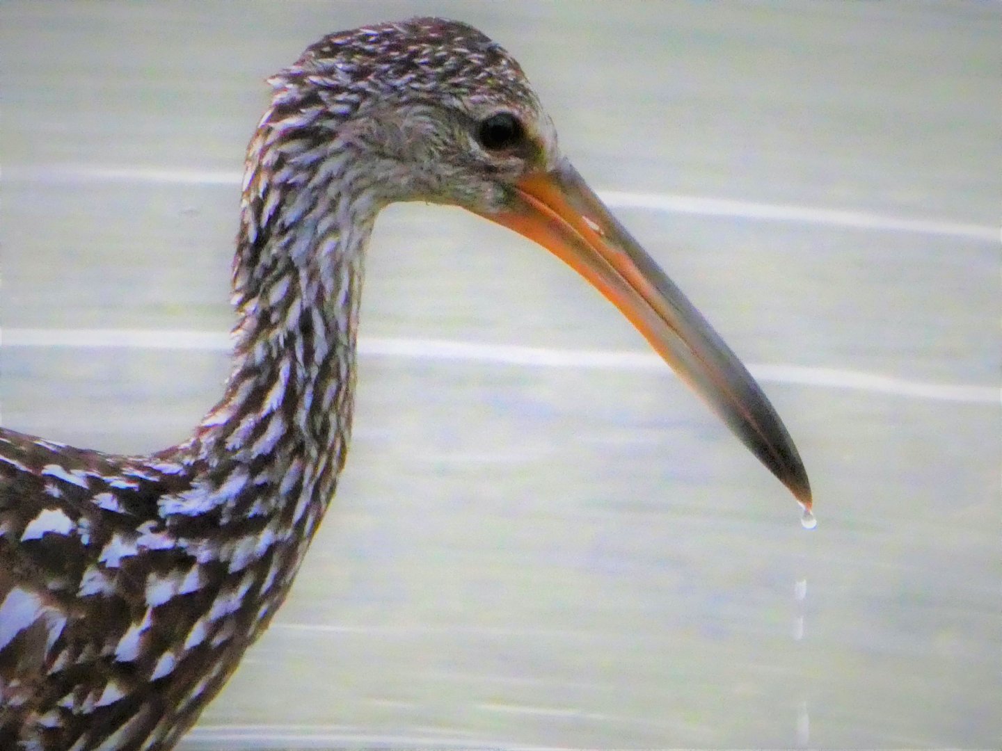 Limpkin