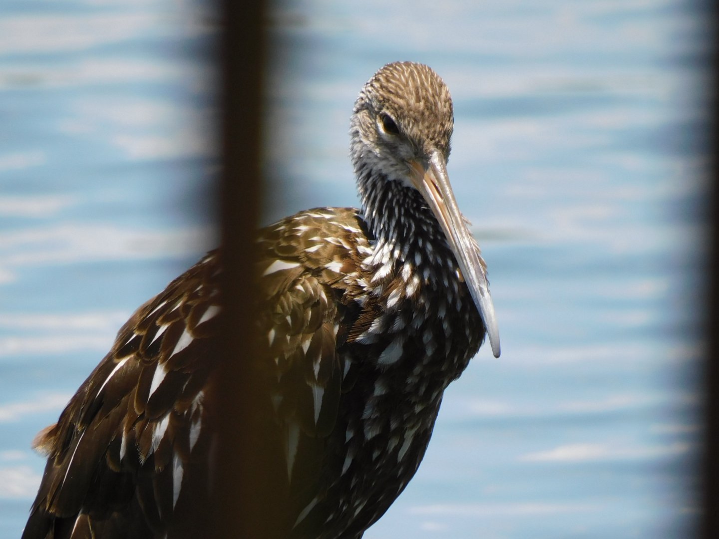 Limpkin