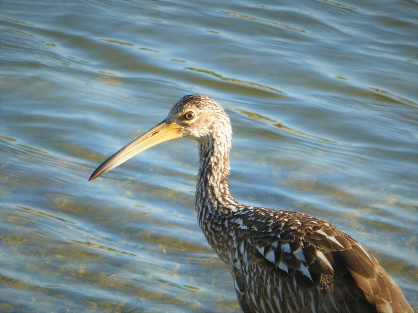 Limpkin