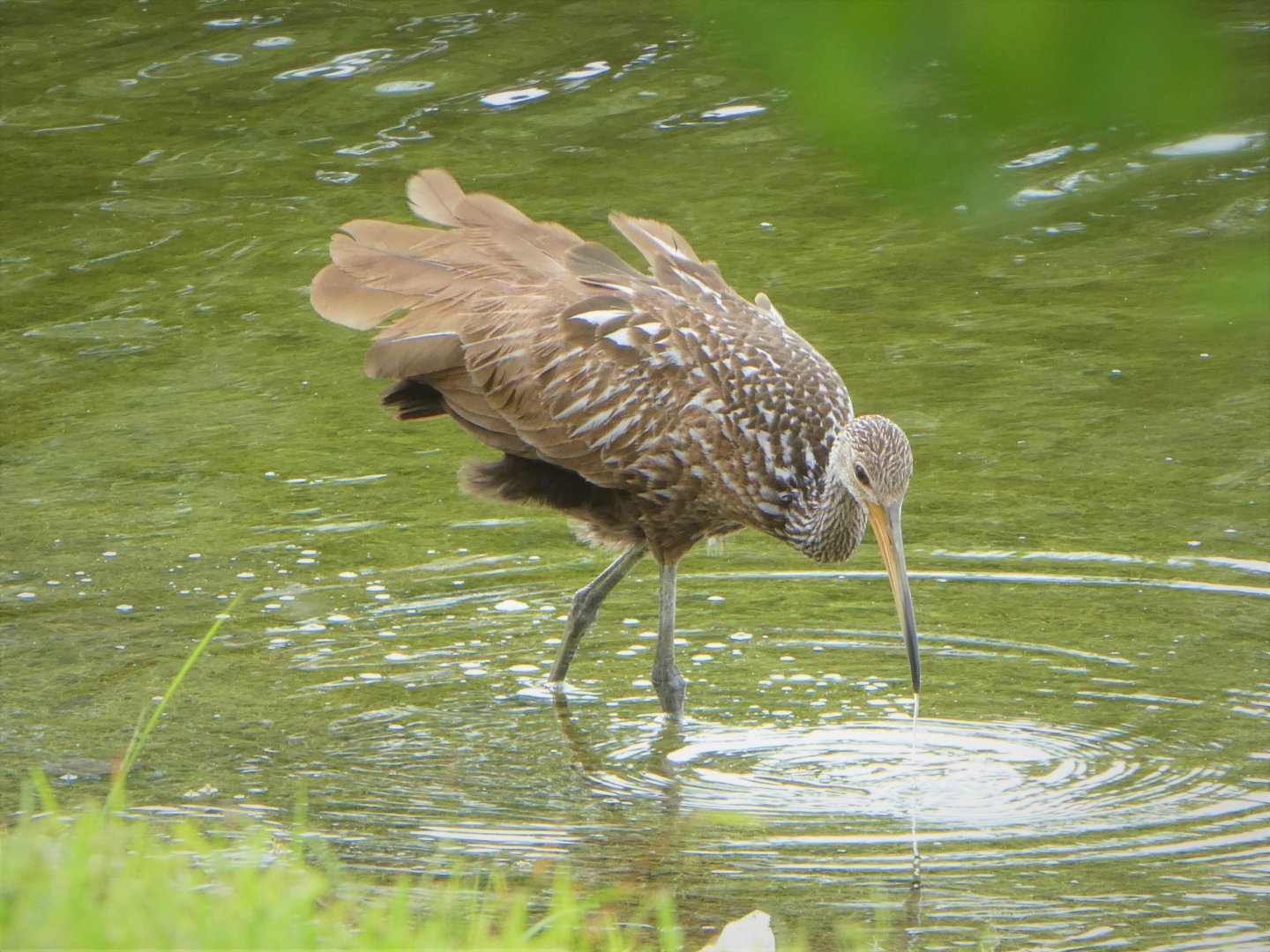 Limpkin