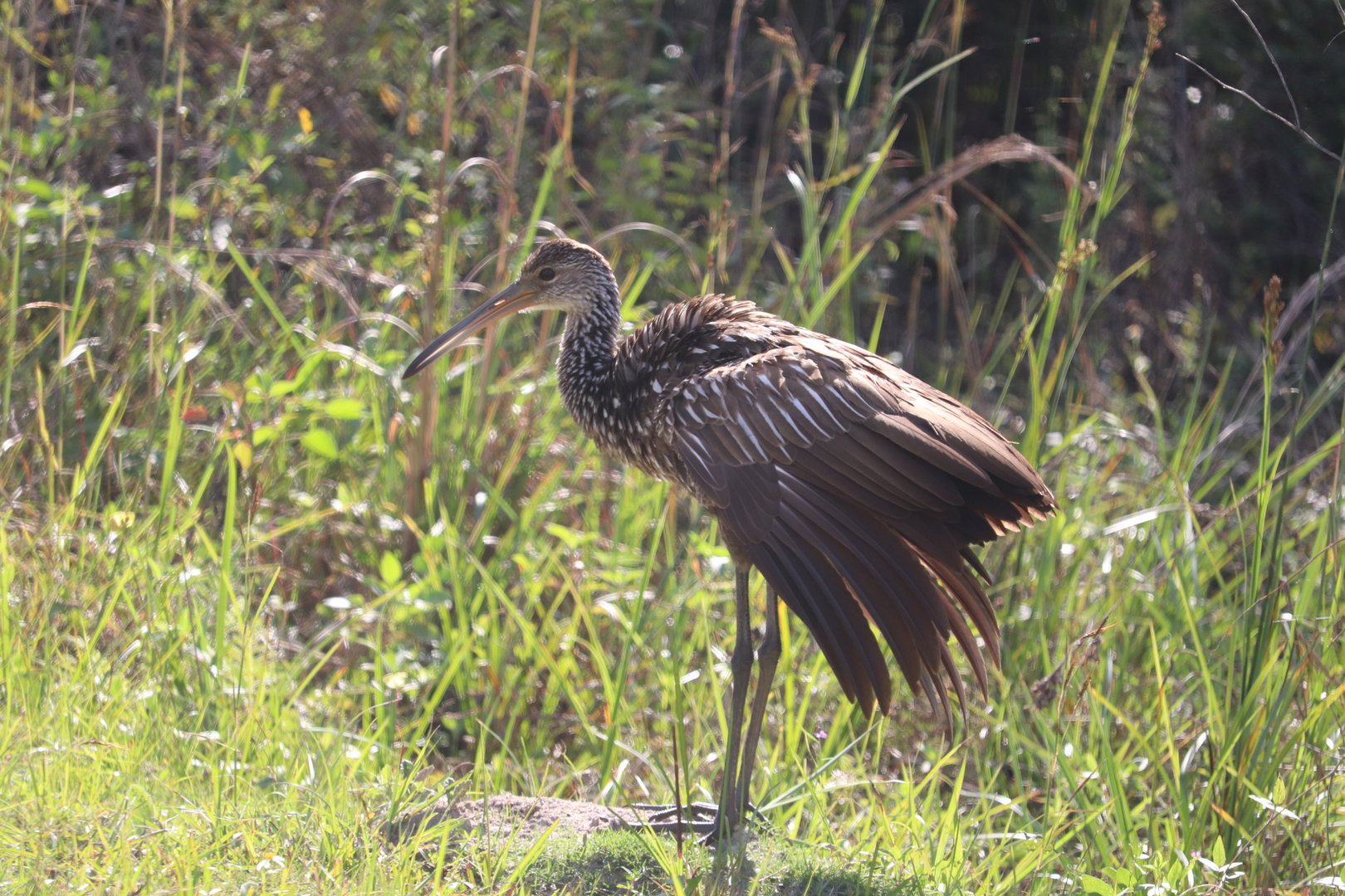Limpkin