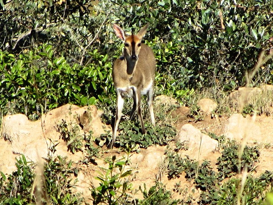 Limpopo Bush Duiker