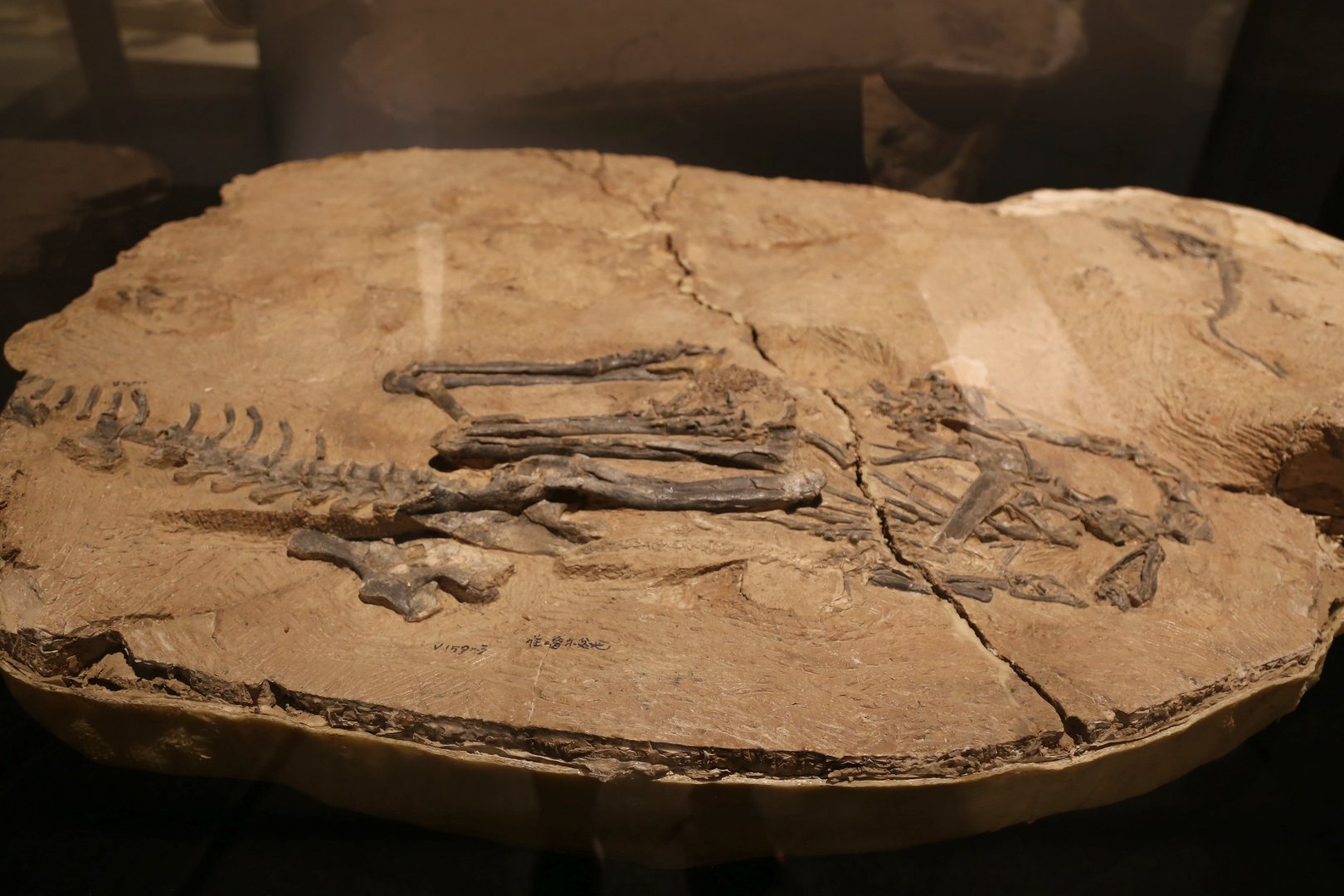 Limusaurus inextricabilis, Holotype (IVPP V15923)