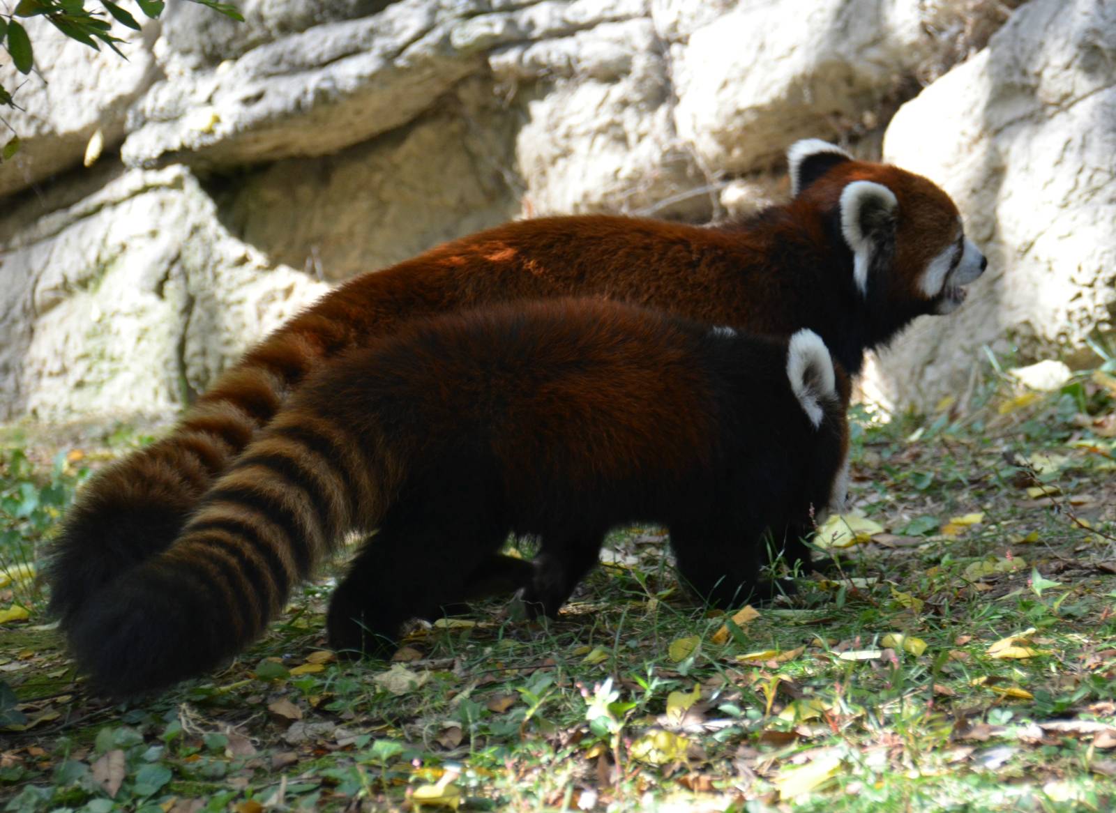 Lin and Dr. Erin Curry Side-by-Side - 10/26/15