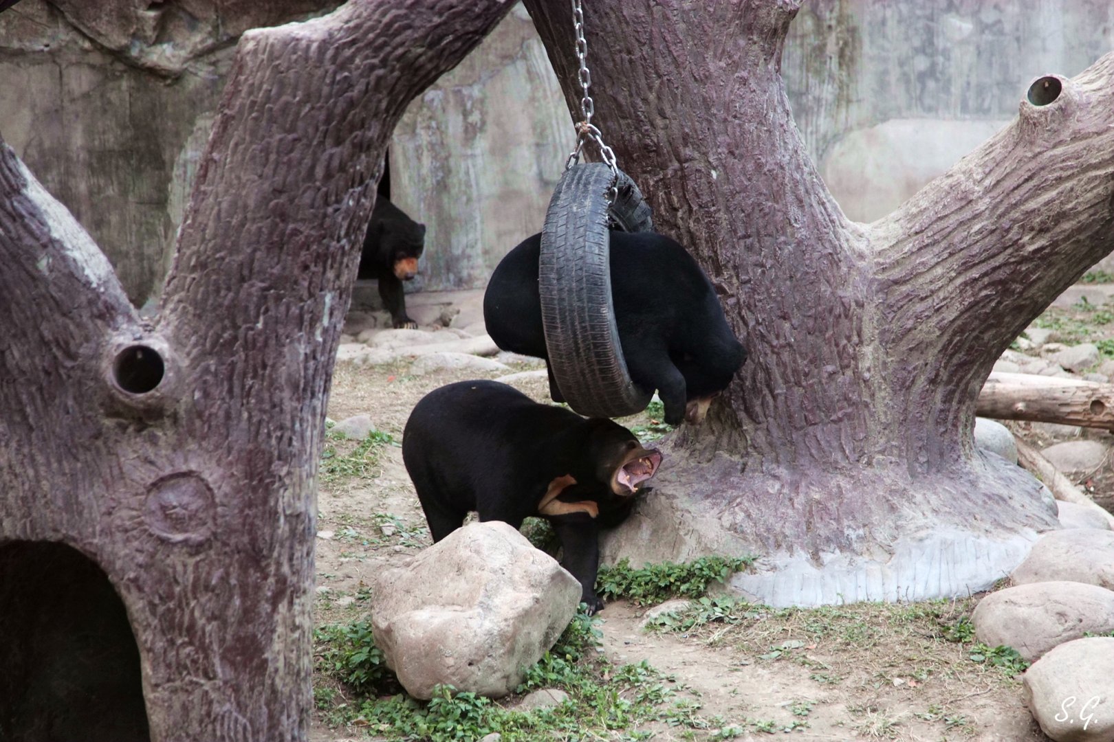 Lin Lin the sun bear playing with his mother Wu Huan
