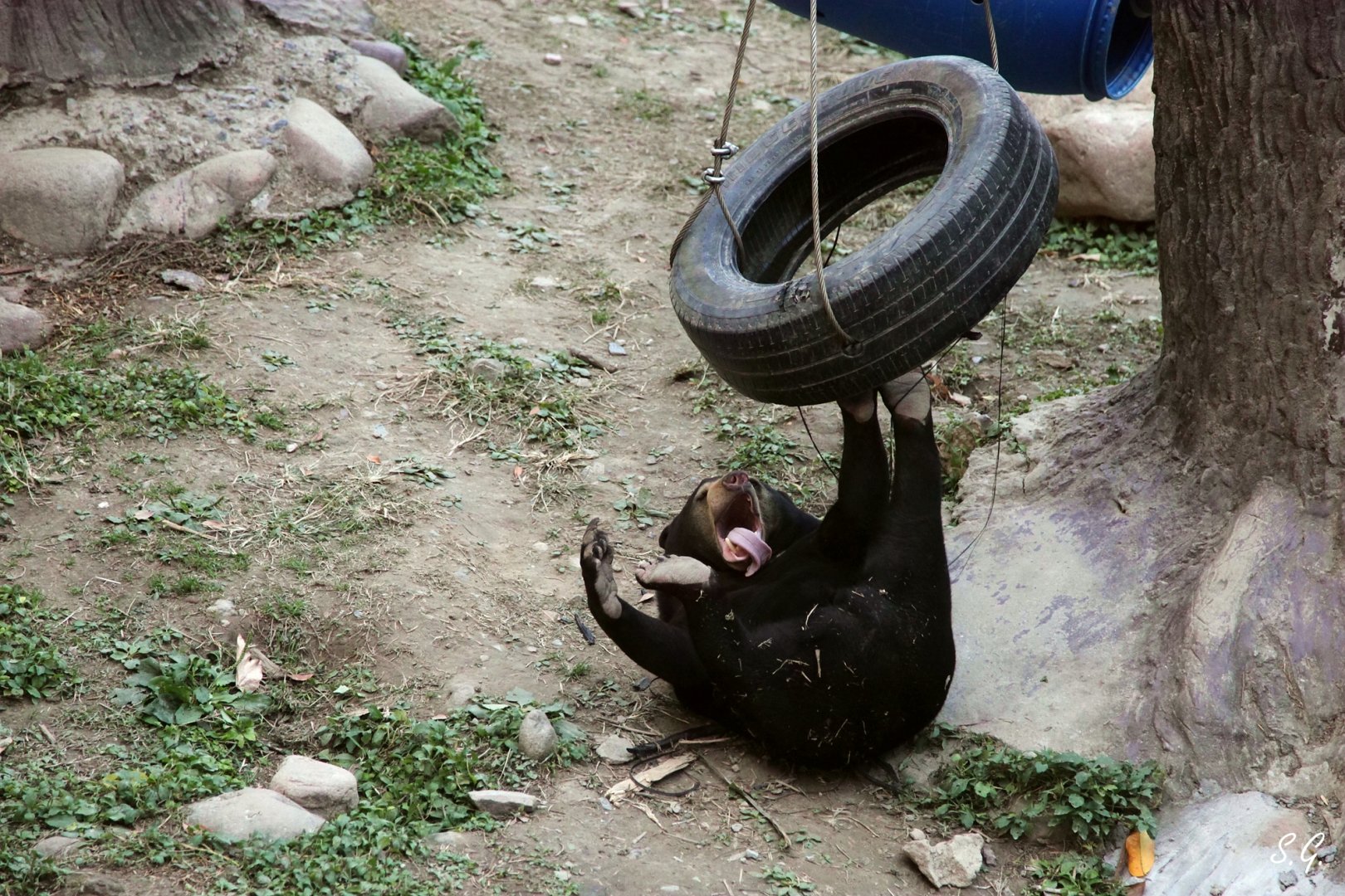 Lin Lin the sun bear playing with tire
