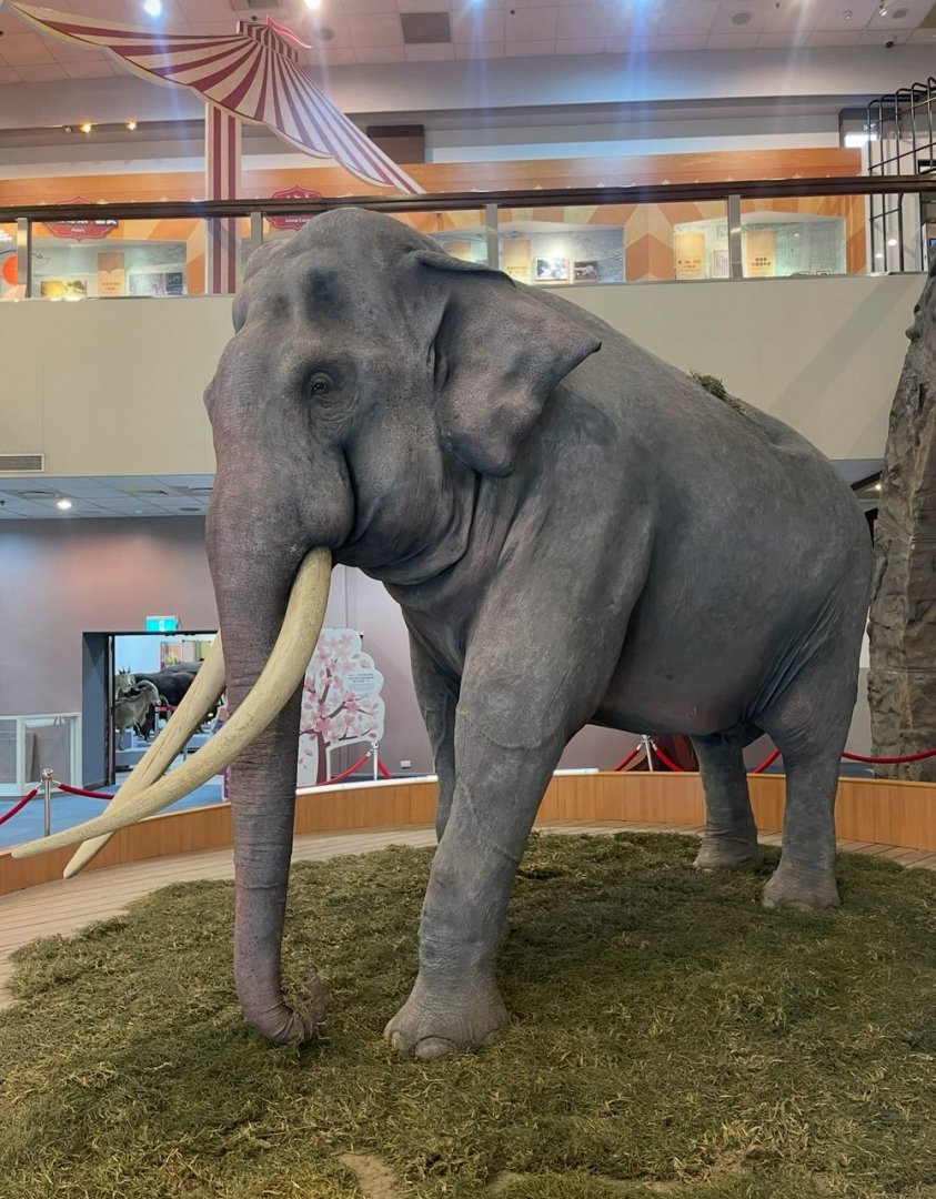 Lin Wang taxidermy at Education center.