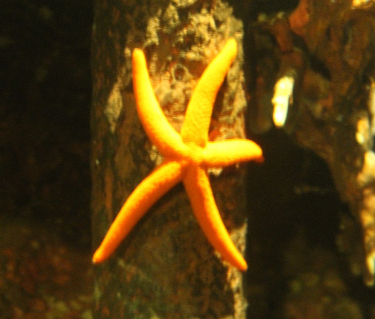Linckia sea star