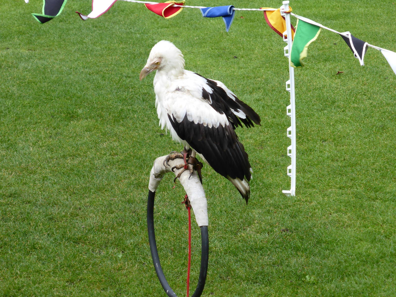 Lincoln Castle - palm-nut vulture
