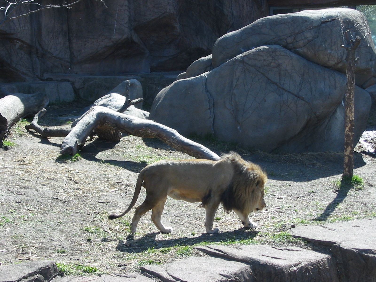 Lincoln Park Zoo 2003 - African Lion at the Kovler Lion House