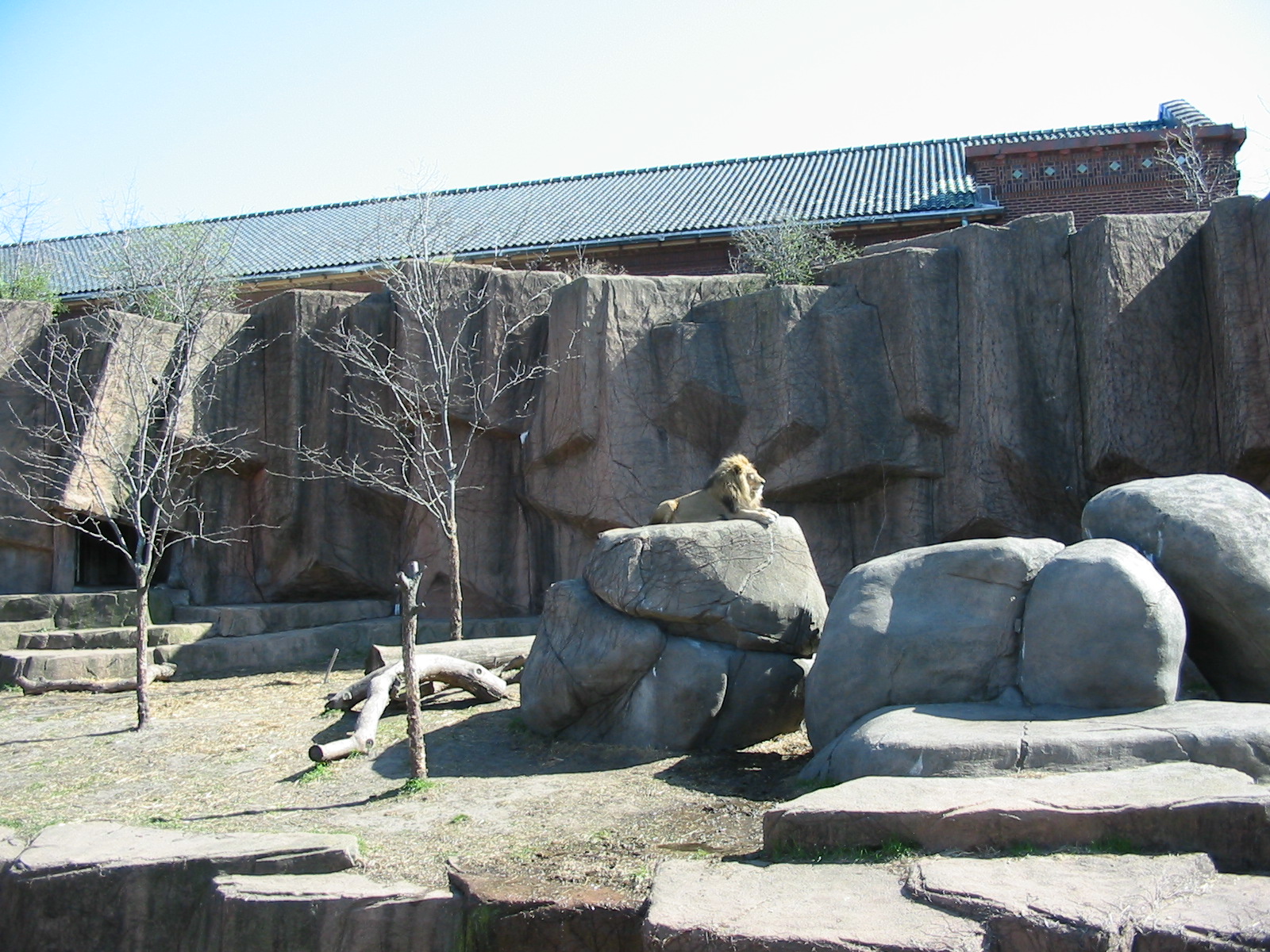 Lincoln Park Zoo 2003 - African Lion at the Kovler Lion House