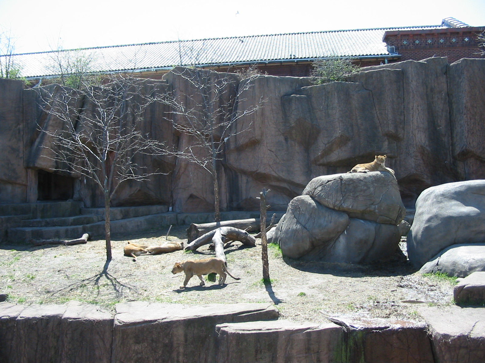 Lincoln Park Zoo 2003 - African Lion exhibit at the Kovler Lion House