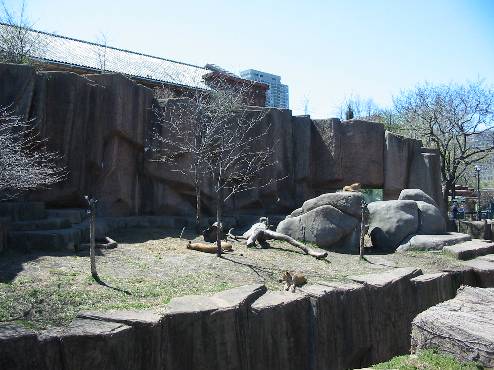 Lincoln Park Zoo 2003 - African Lion exhibit at the Kovler Lion House
