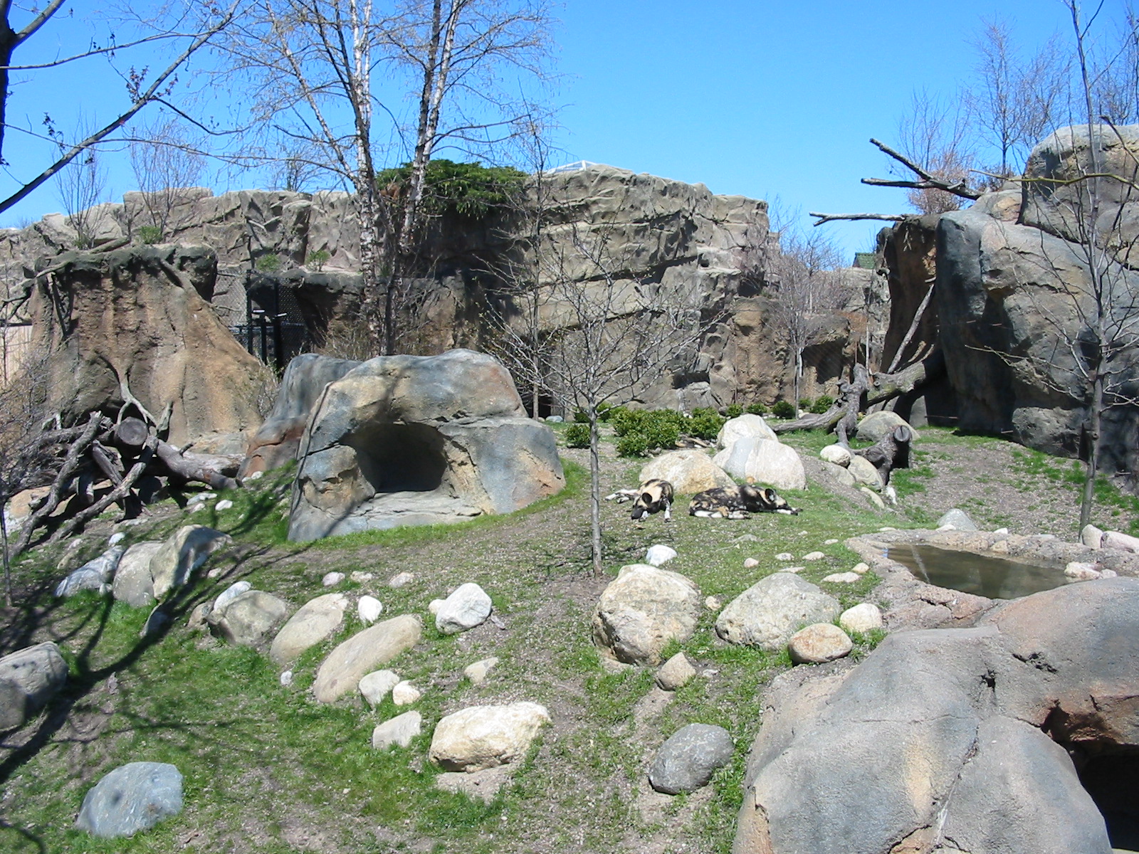 Lincoln Park Zoo 2003 - African Wild Dog exhibit