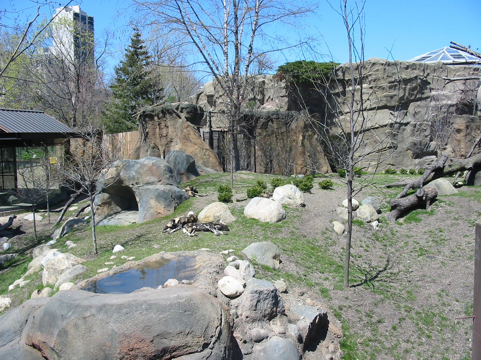 Lincoln Park Zoo 2003 - African Wild Dog exhibit