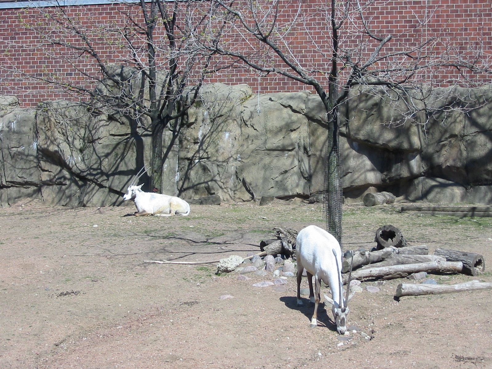 Lincoln Park Zoo 2003 - Arabian Oryx in the Antelope and Zebra area