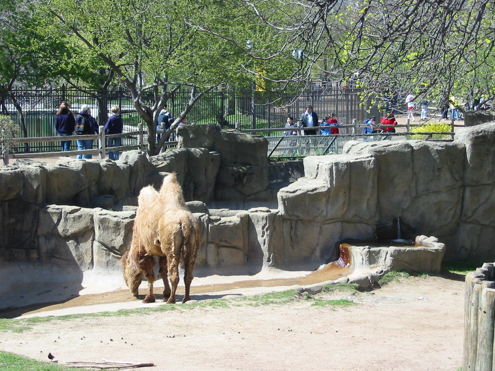 Lincoln Park Zoo 2003 - Bactrian Camel in the Antelope and Zebra area