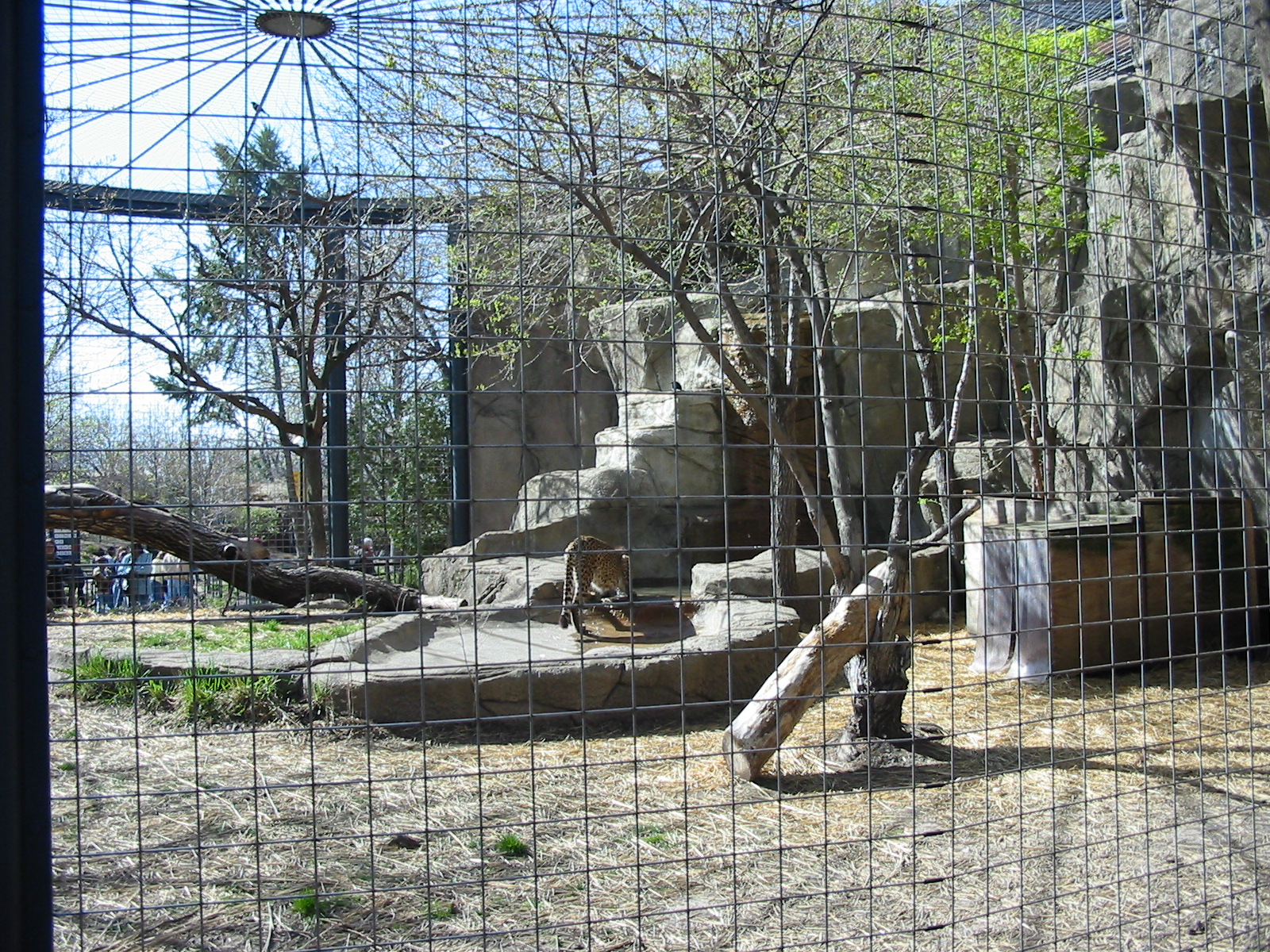 Lincoln Park Zoo 2003 - Cheetah enclosure at the Kovler Lion House