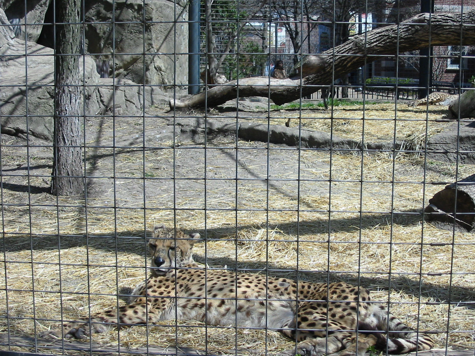 Lincoln Park Zoo 2003 - Elderly Cheetah at the Kovler Lion House