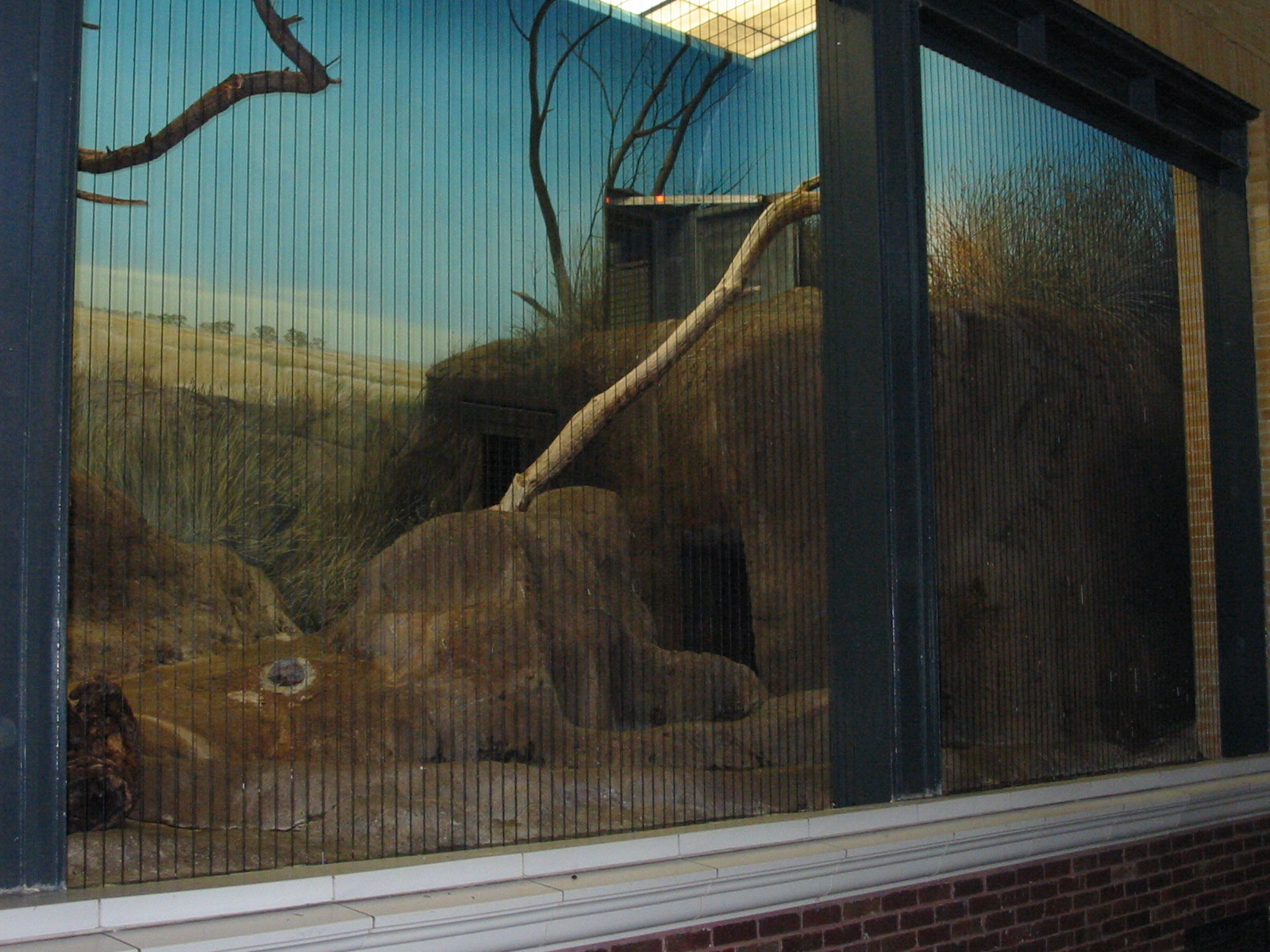 Lincoln Park Zoo 2003 - Exhibit in the Kovler Lion House