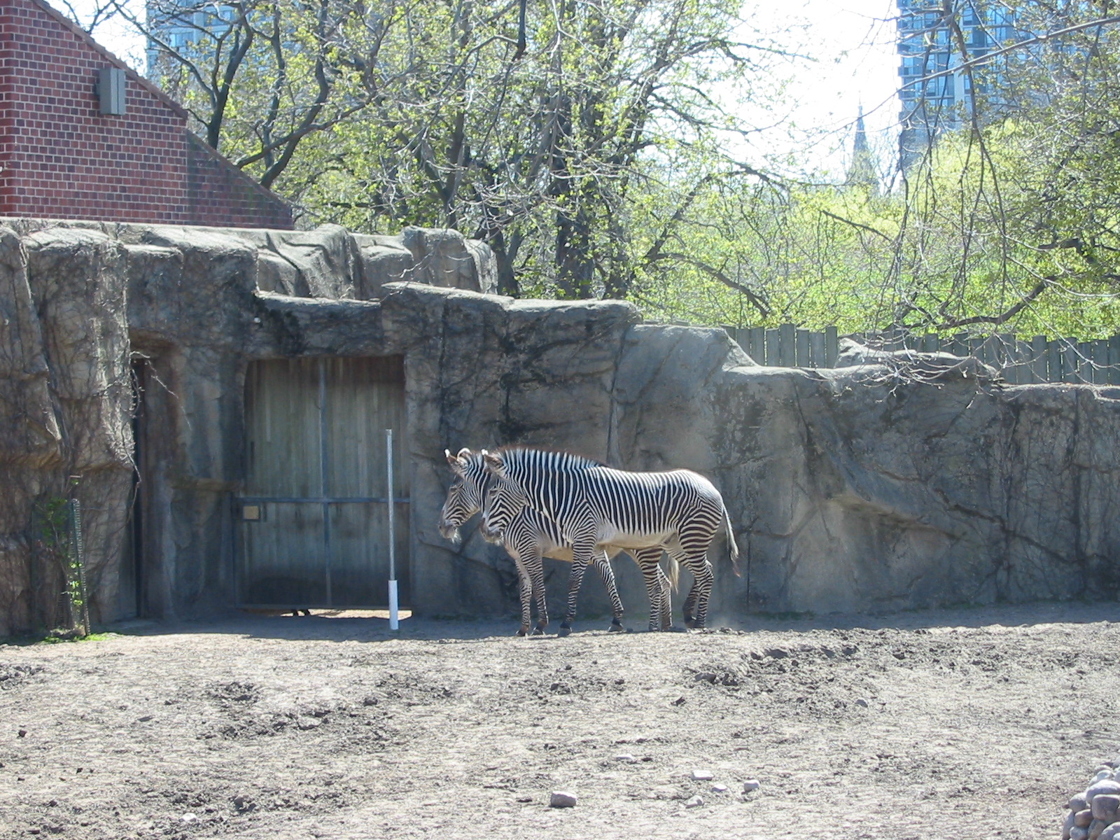 Lincoln Park Zoo 2003 - Grevy Zebra in the Antelope and Zebra area