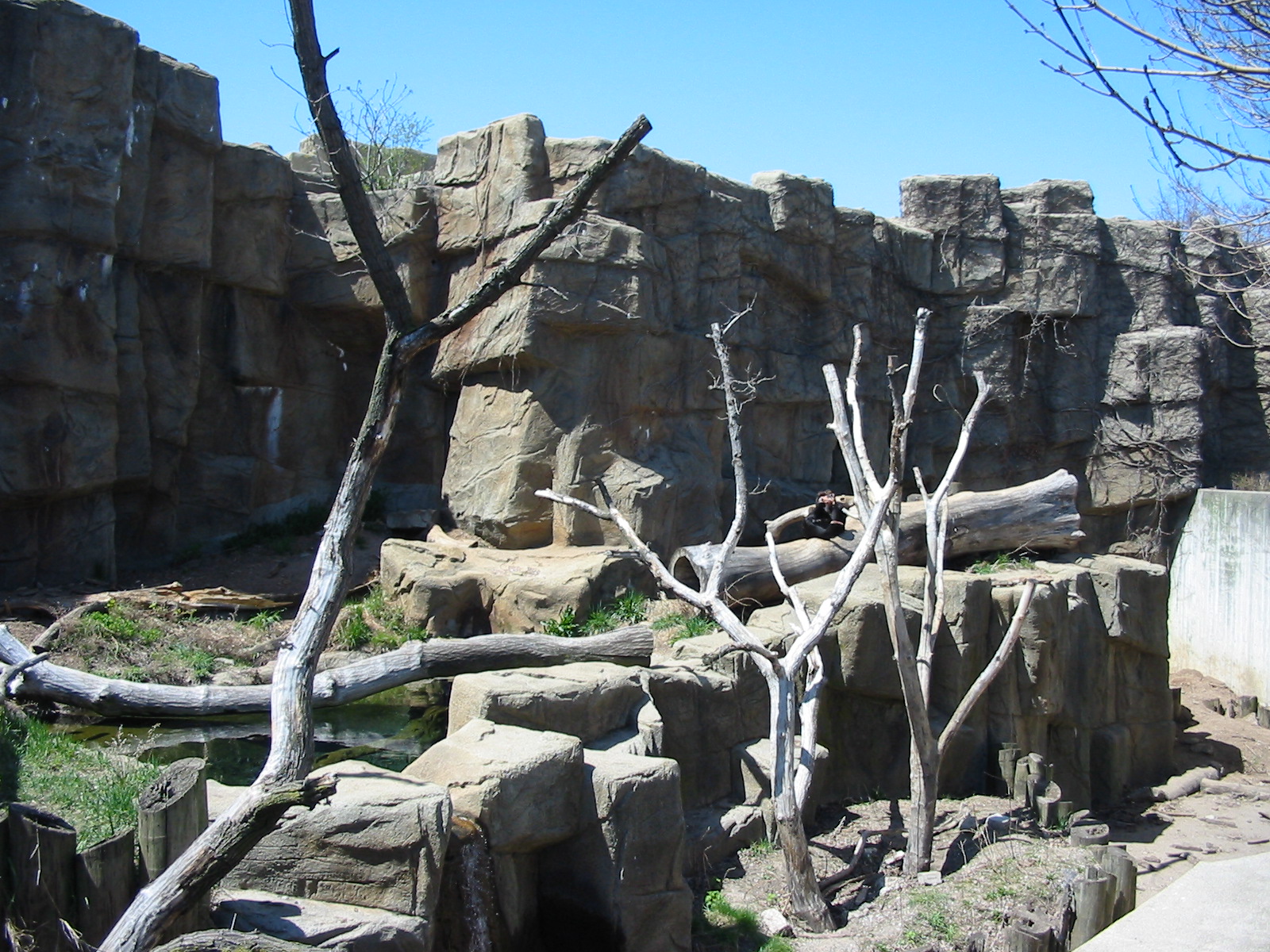 Lincoln Park Zoo 2003 - Malayan Sun Bear exhibit in the McCormick Bear Habi