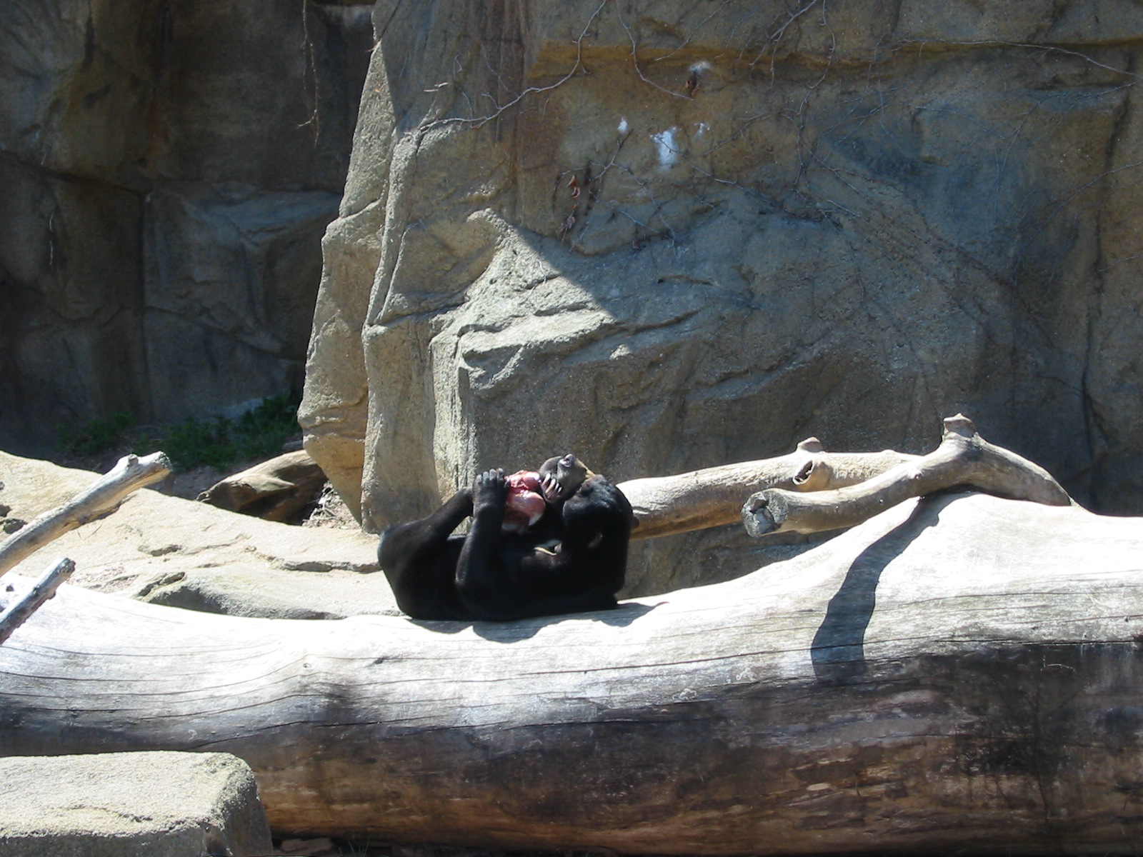 Lincoln Park Zoo 2003 - Malayan Sun Bear in the McCormick Bear Habitat