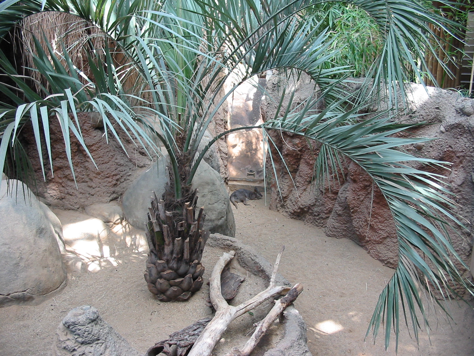 Lincoln Park Zoo 2003 - Parma Wallaby in the Regenstein Small Mammal House