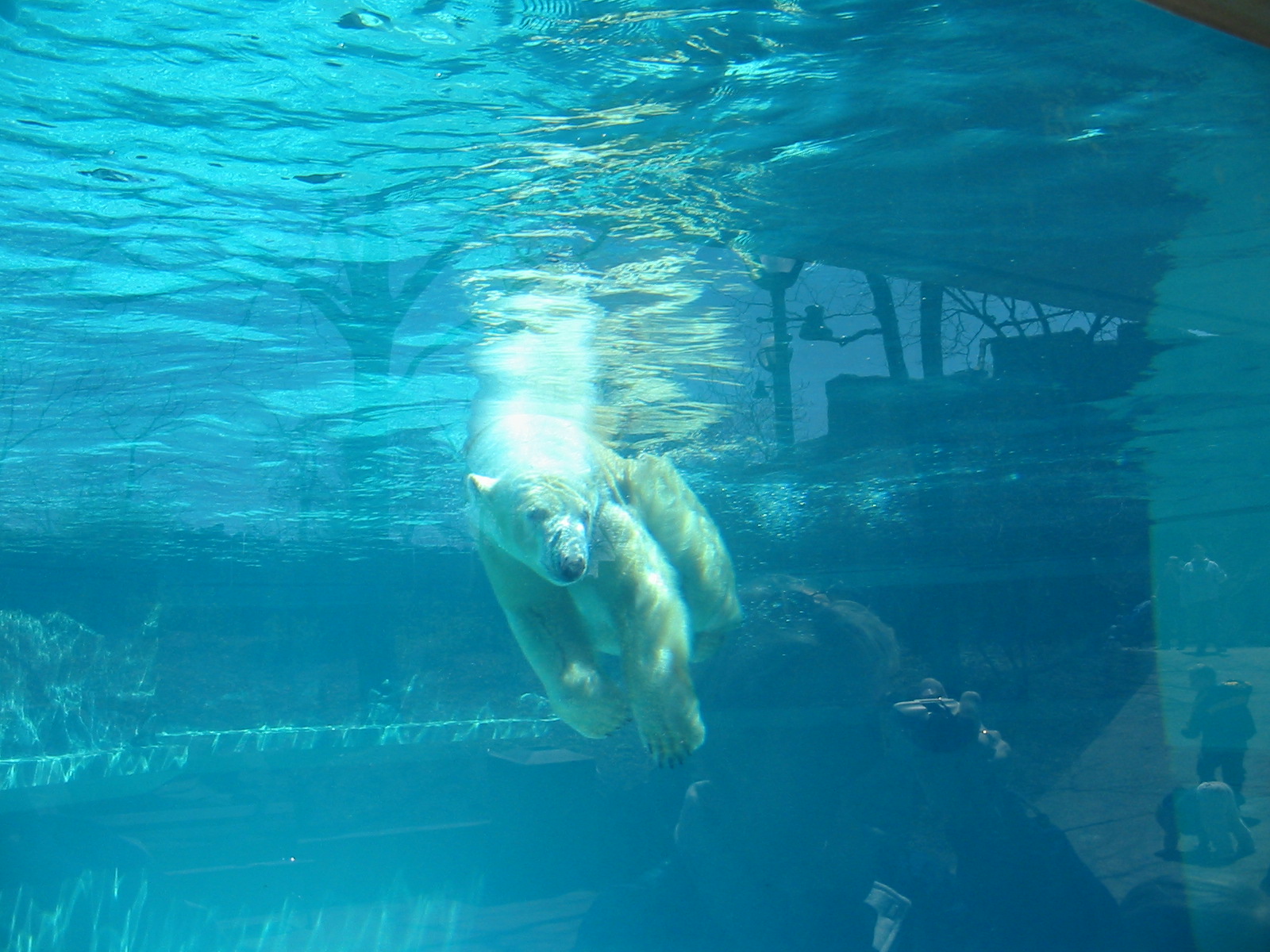 Lincoln Park Zoo 2003 - Polar Bear underwater in the McCormick Bear Habitat