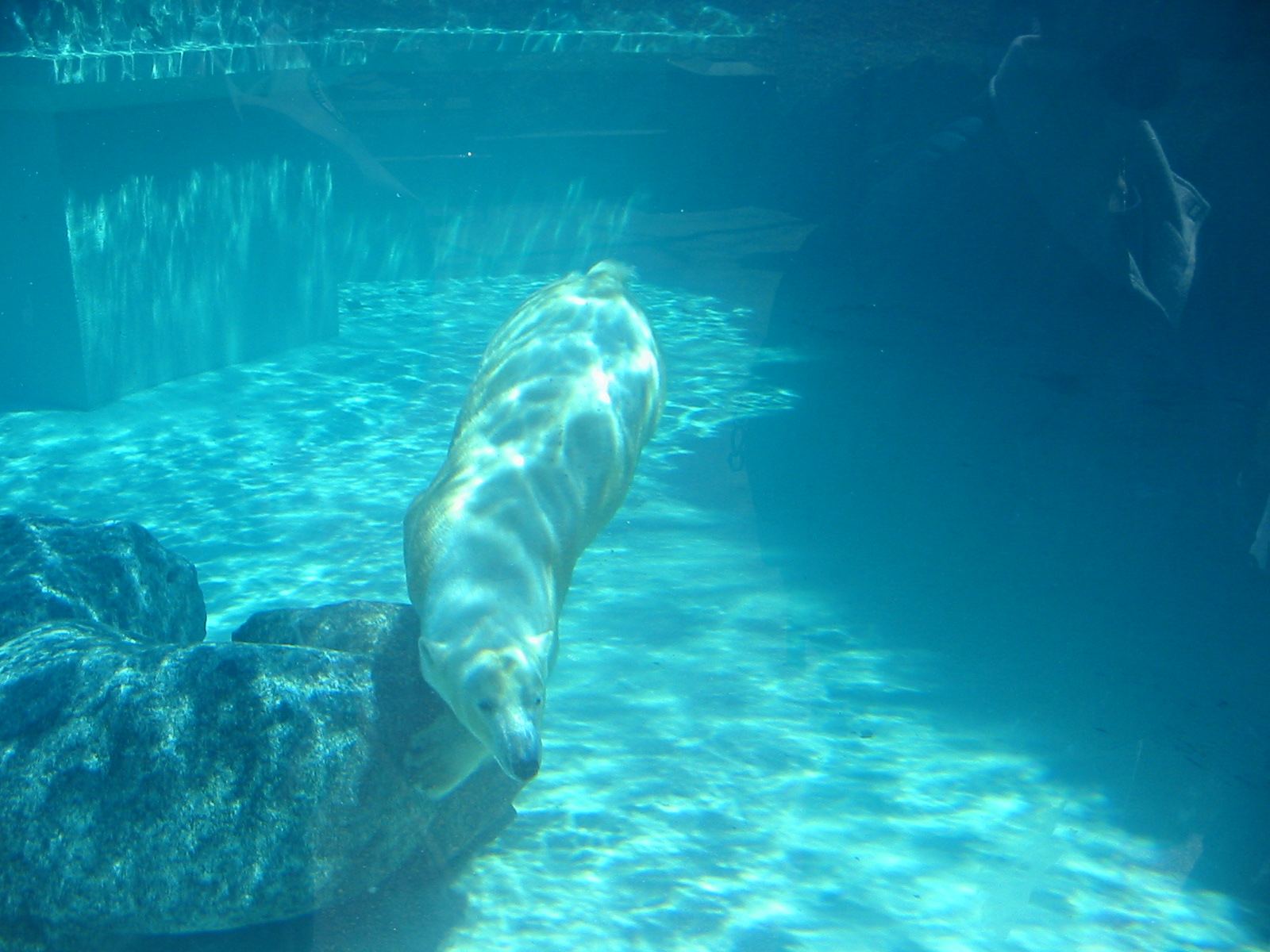 Lincoln Park Zoo 2003 - Polar Bear underwater in the McCormick Bear Habitat