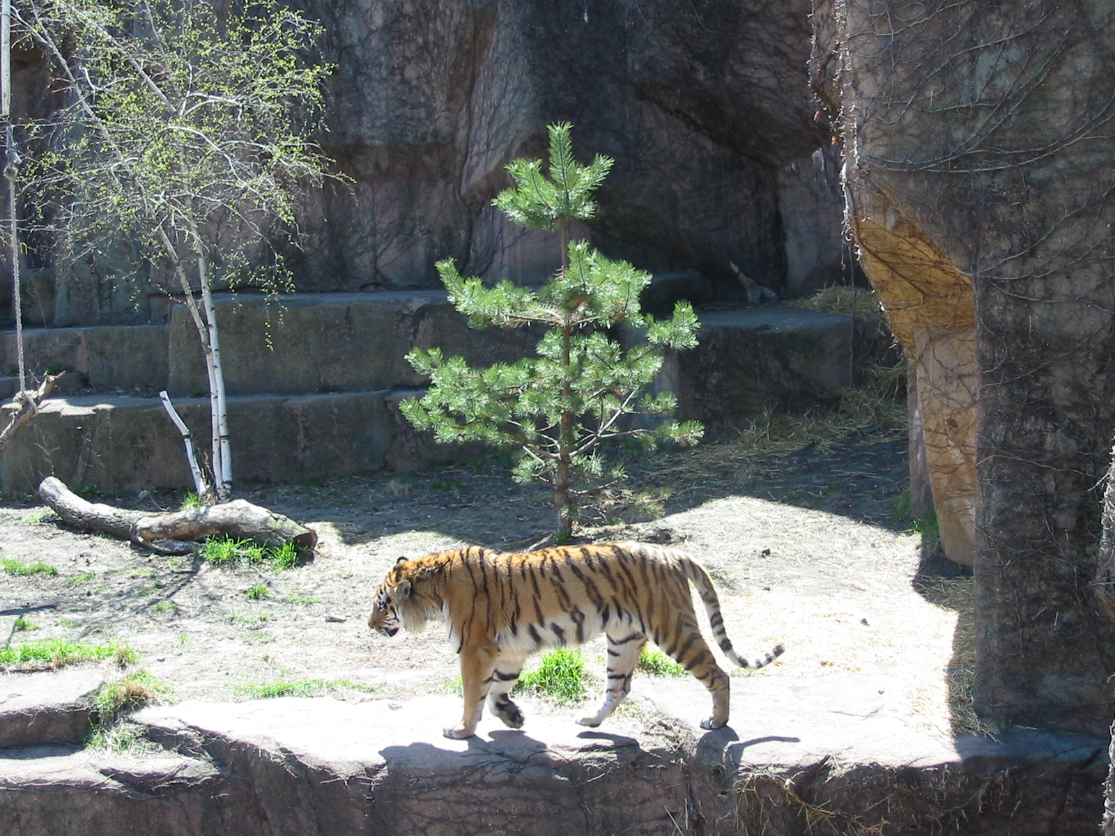 Lincoln Park Zoo 2003 - Siberian Tiger at the Kovler Lion House
