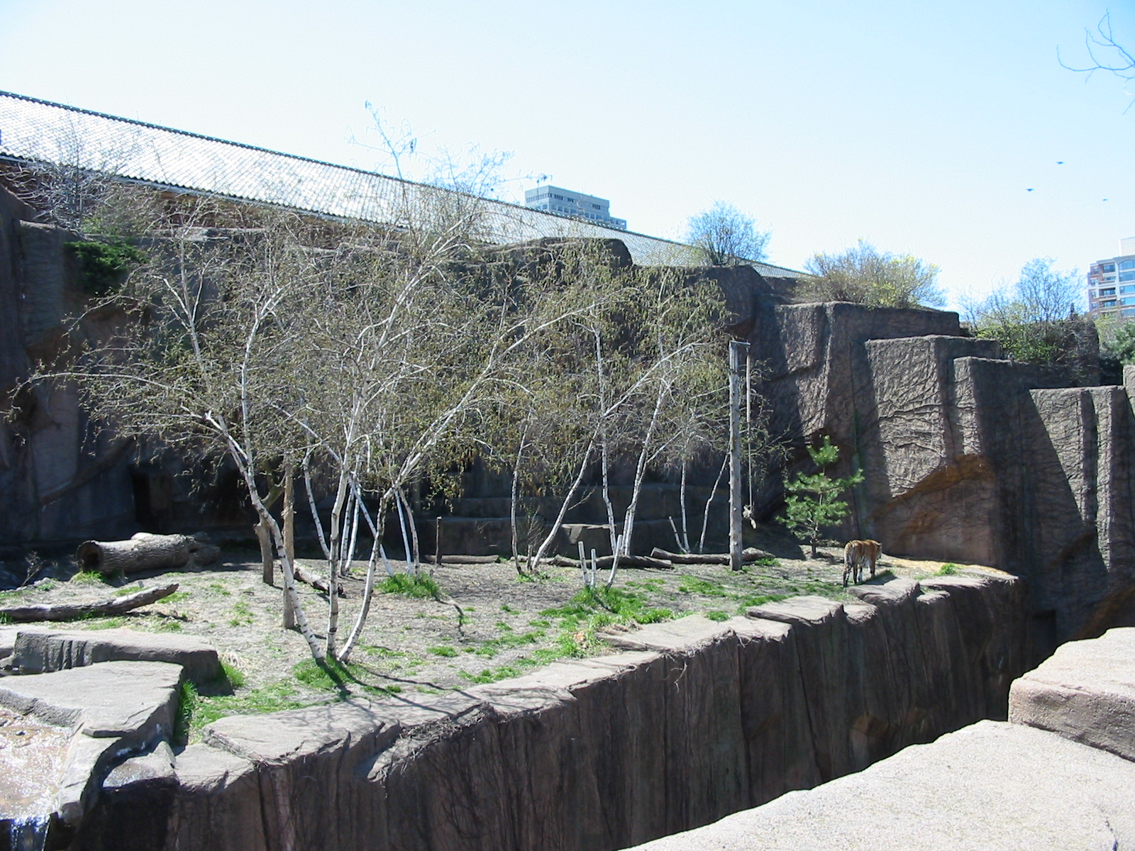 Lincoln Park Zoo 2003 - Siberian Tiger exhibit at the Kovler Lion House