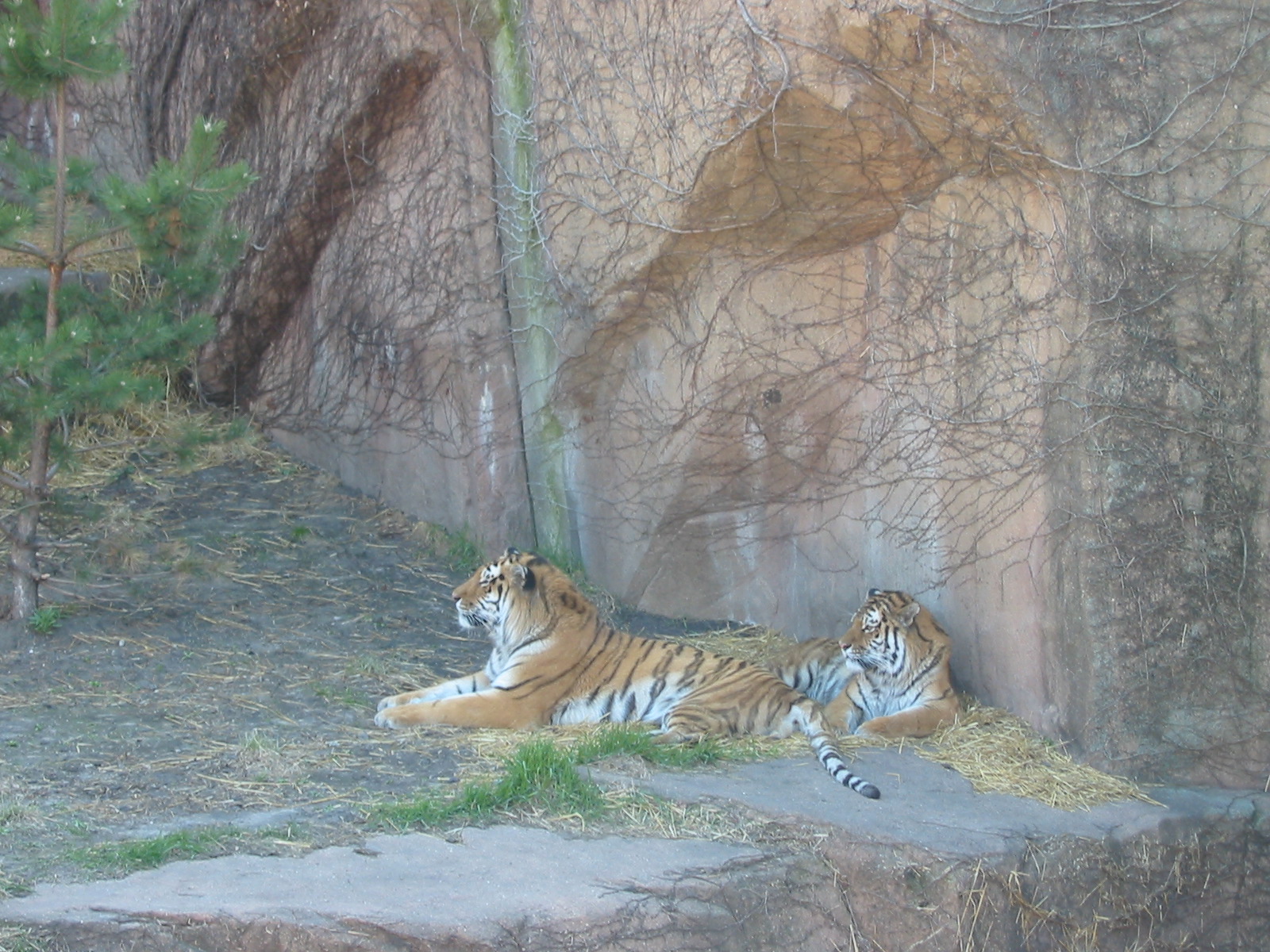 Lincoln Park Zoo 2003 - Siberian Tigers at the Kovler Lion House