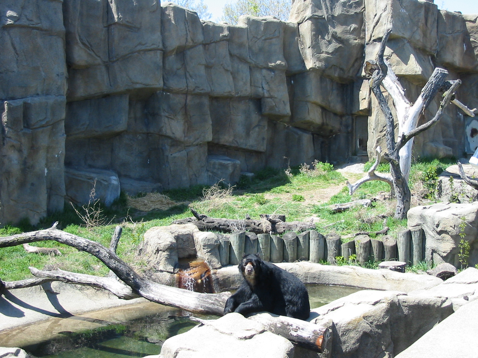 Lincoln Park Zoo 2003 - Spectacled Bear exhibit in the McCormick Bear Habit