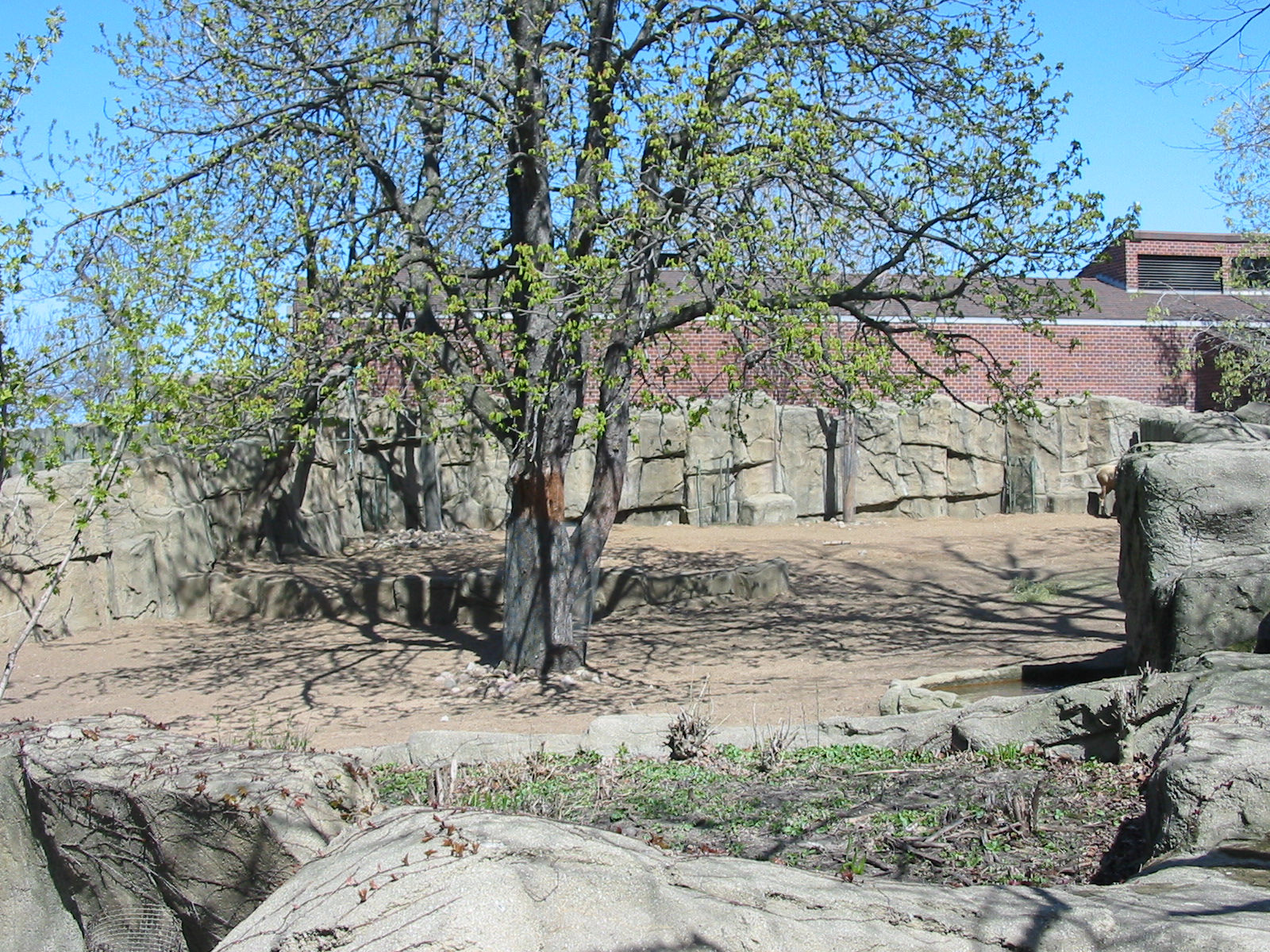 Lincoln Park Zoo 2003 - White-lipped Deer exhibit in the Antelope and Zebra