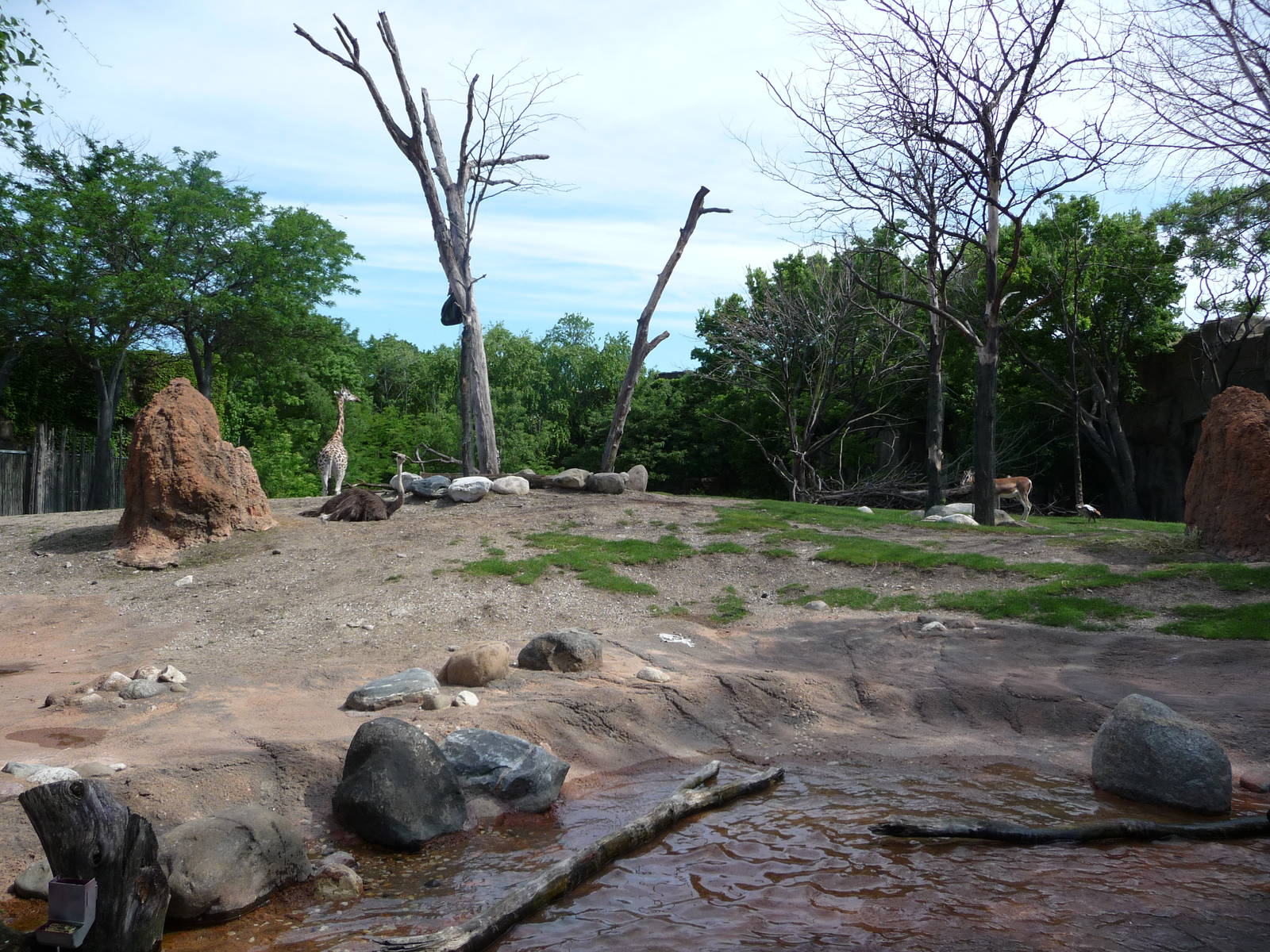 Lincoln Park Zoo - African Savannah