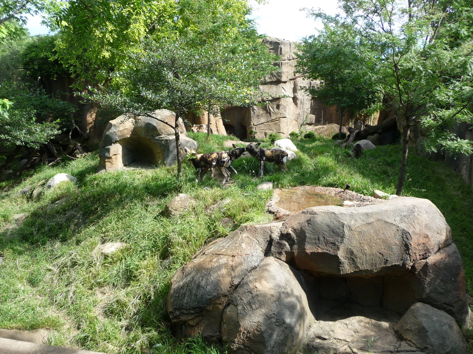 Lincoln Park Zoo -  African Wild Dog Exhibit