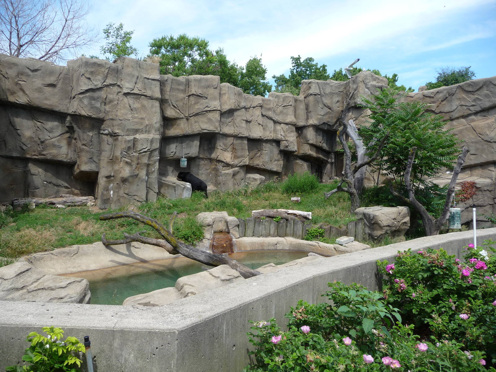 Lincoln Park Zoo - Andean Bear Exhibit