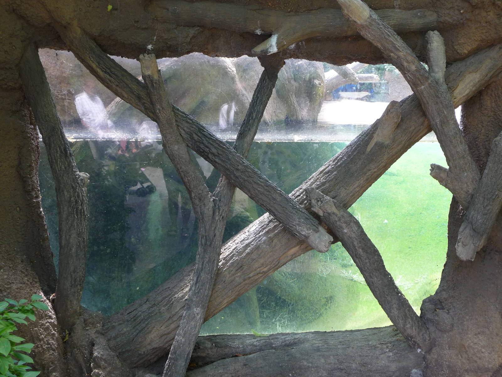 Lincoln Park Zoo - Beaver Viewing Window