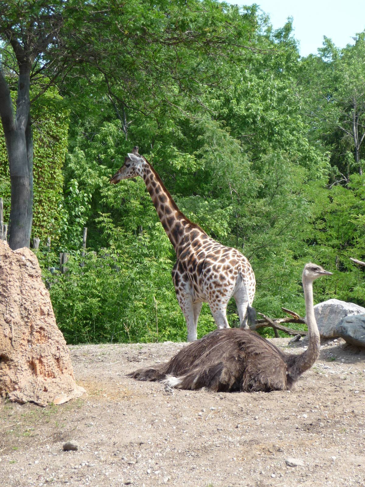 Lincoln Park Zoo -  Giraffe & Ostrich