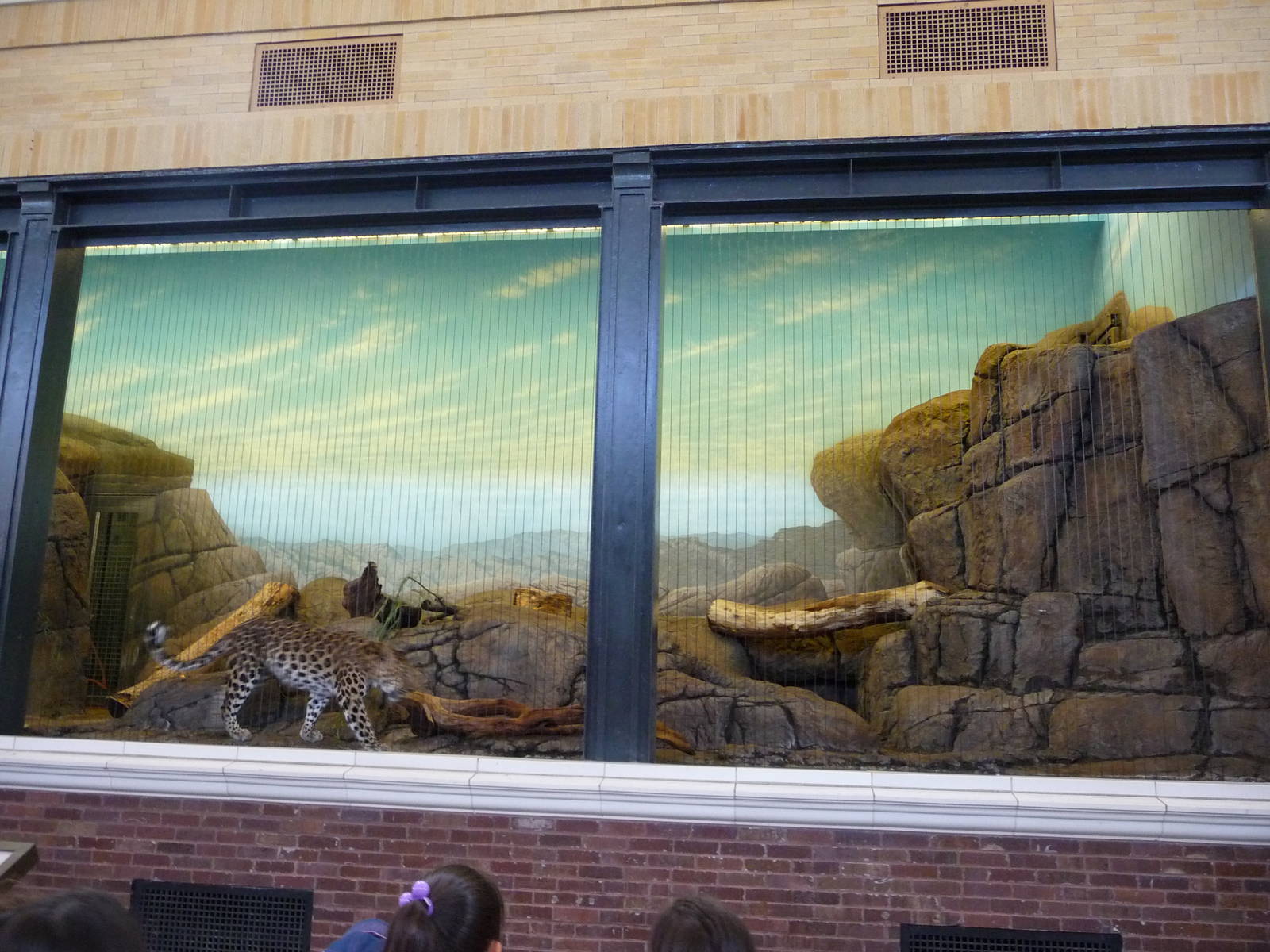 Lincoln Park Zoo - Leopard Exhibit