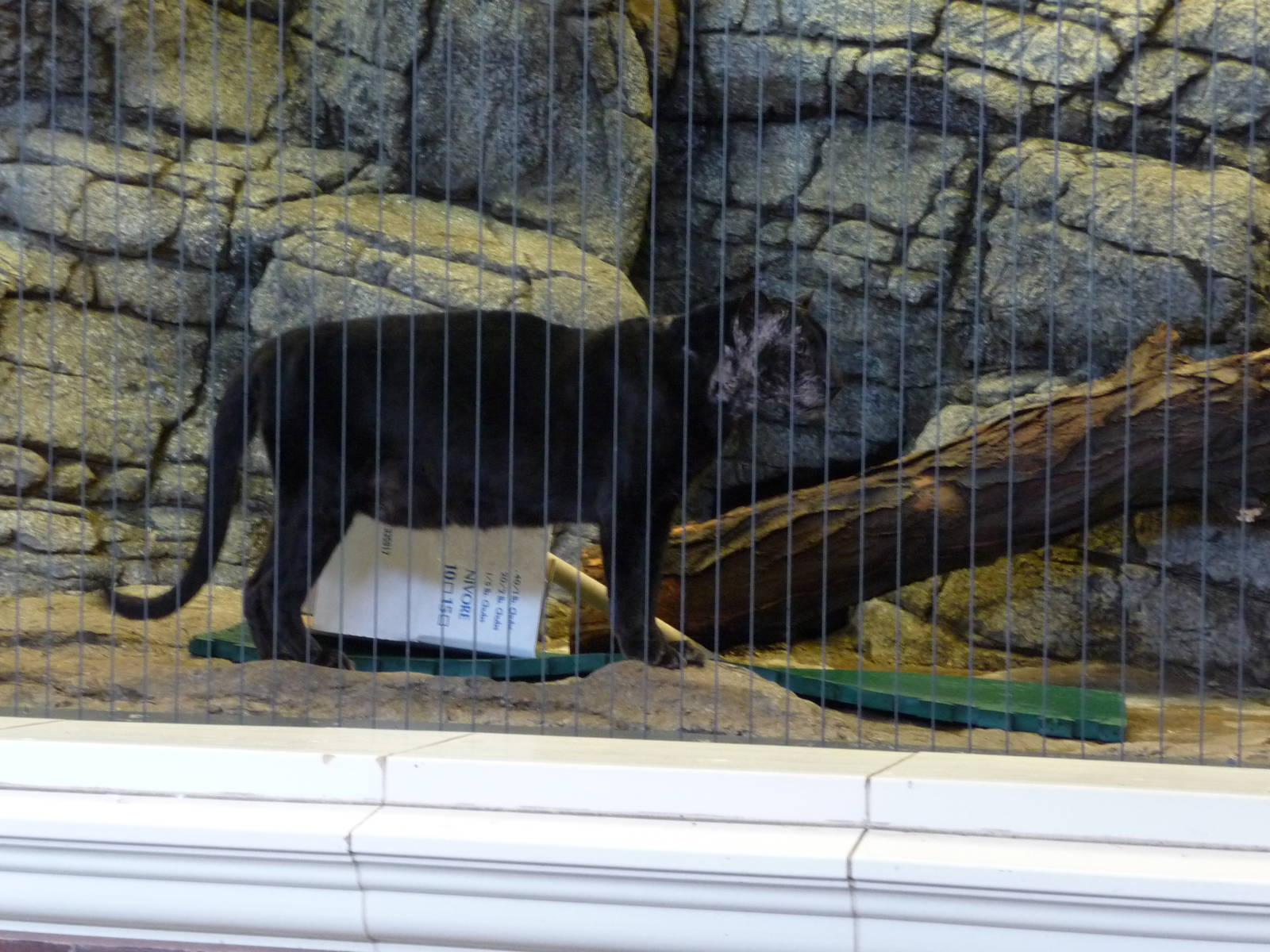 Lincoln Park Zoo - Leopard with severe allergies