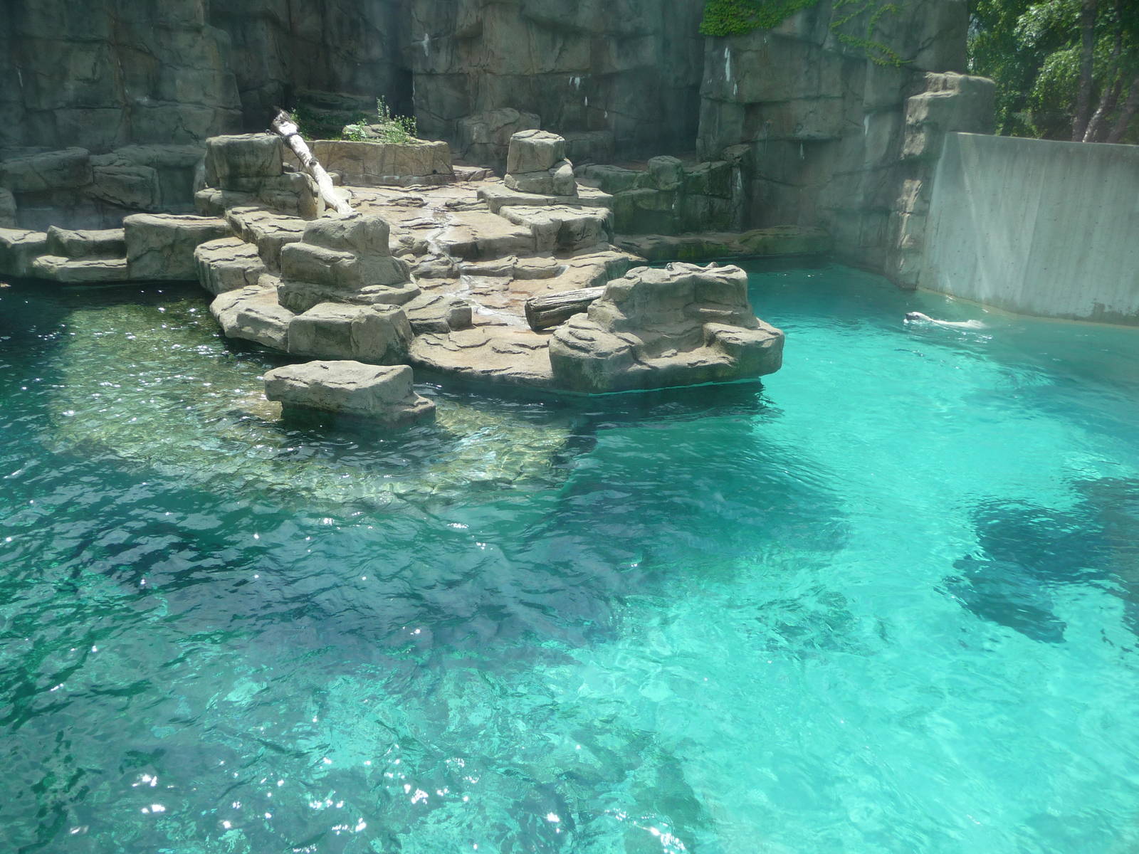 Lincoln Park Zoo - Polar Bear Exhibit