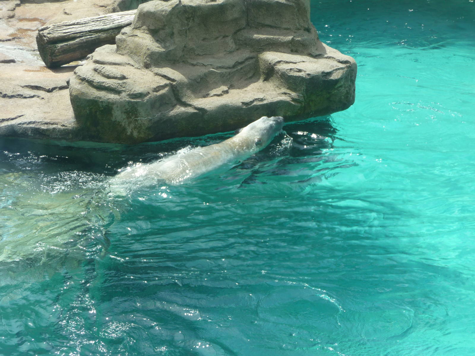 Lincoln Park Zoo - Polar Bear