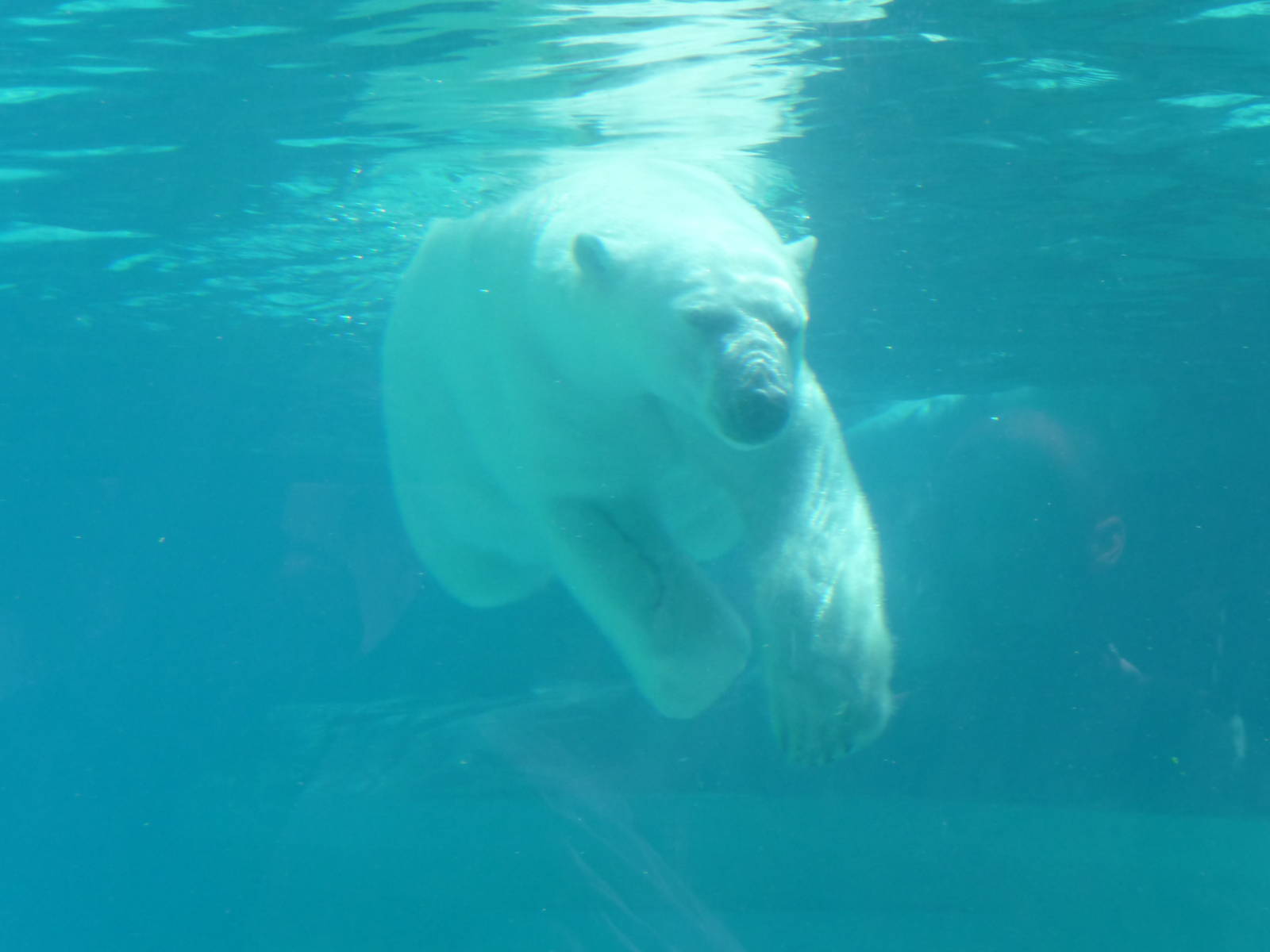 Lincoln Park Zoo - Polar Bear