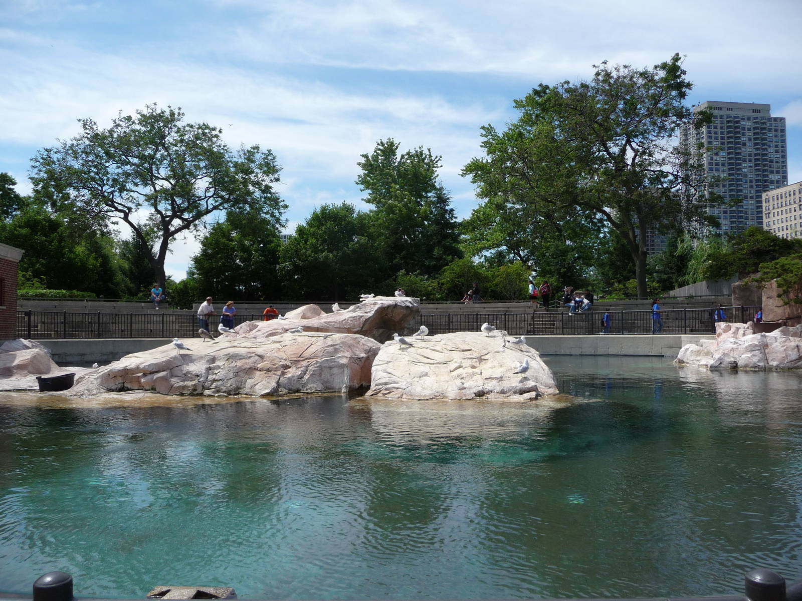 Lincoln Park Zoo - Seal Pool