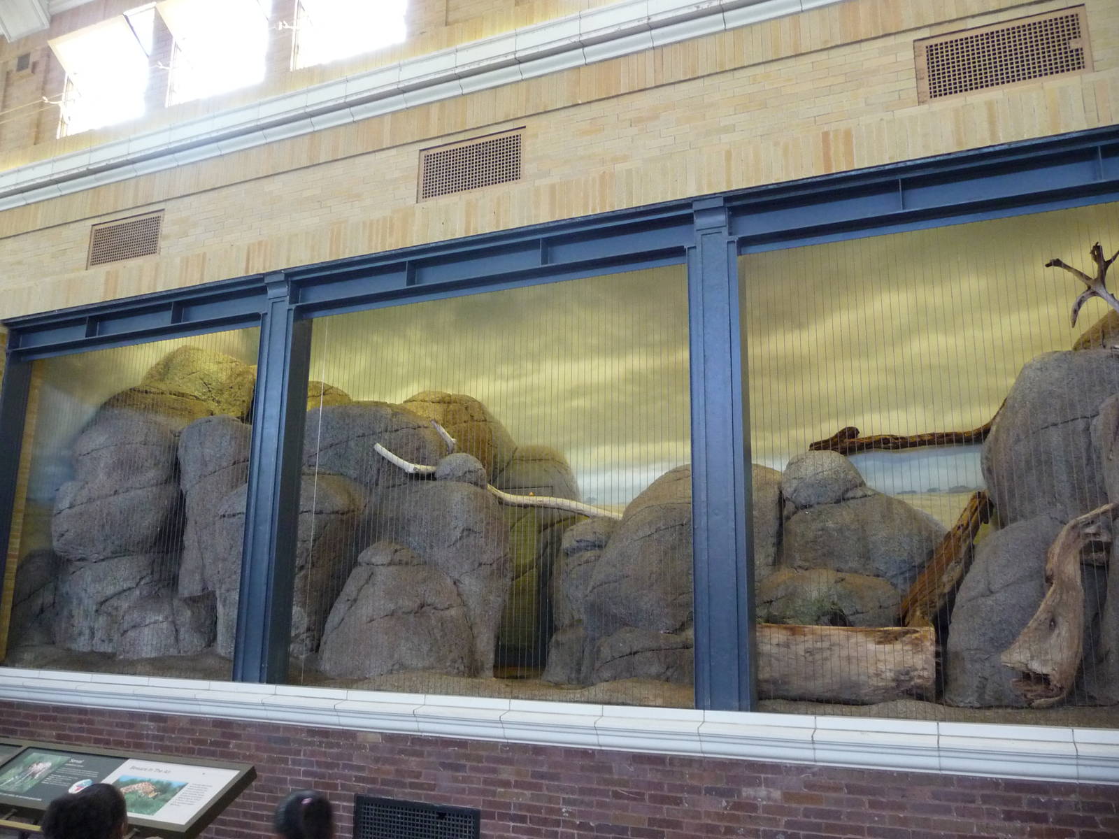 Lincoln Park Zoo - Serval Exhibit