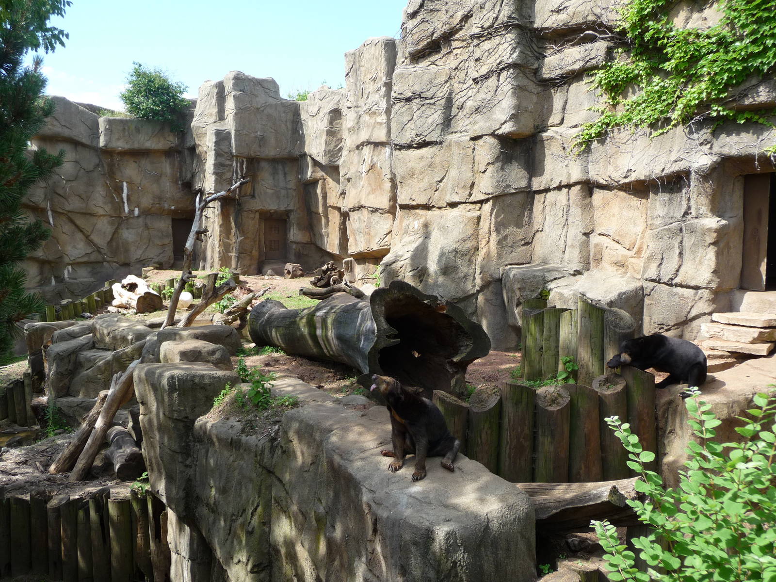 Lincoln Park Zoo - Sun Bear Exhibit